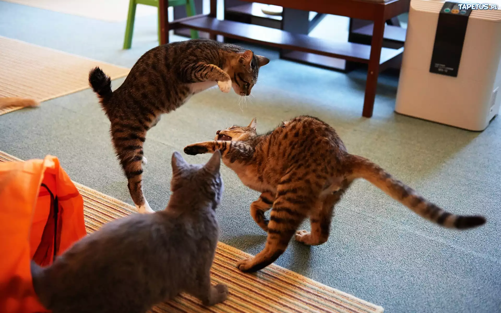 Trzy, Kotki, Zabawa, Biurko