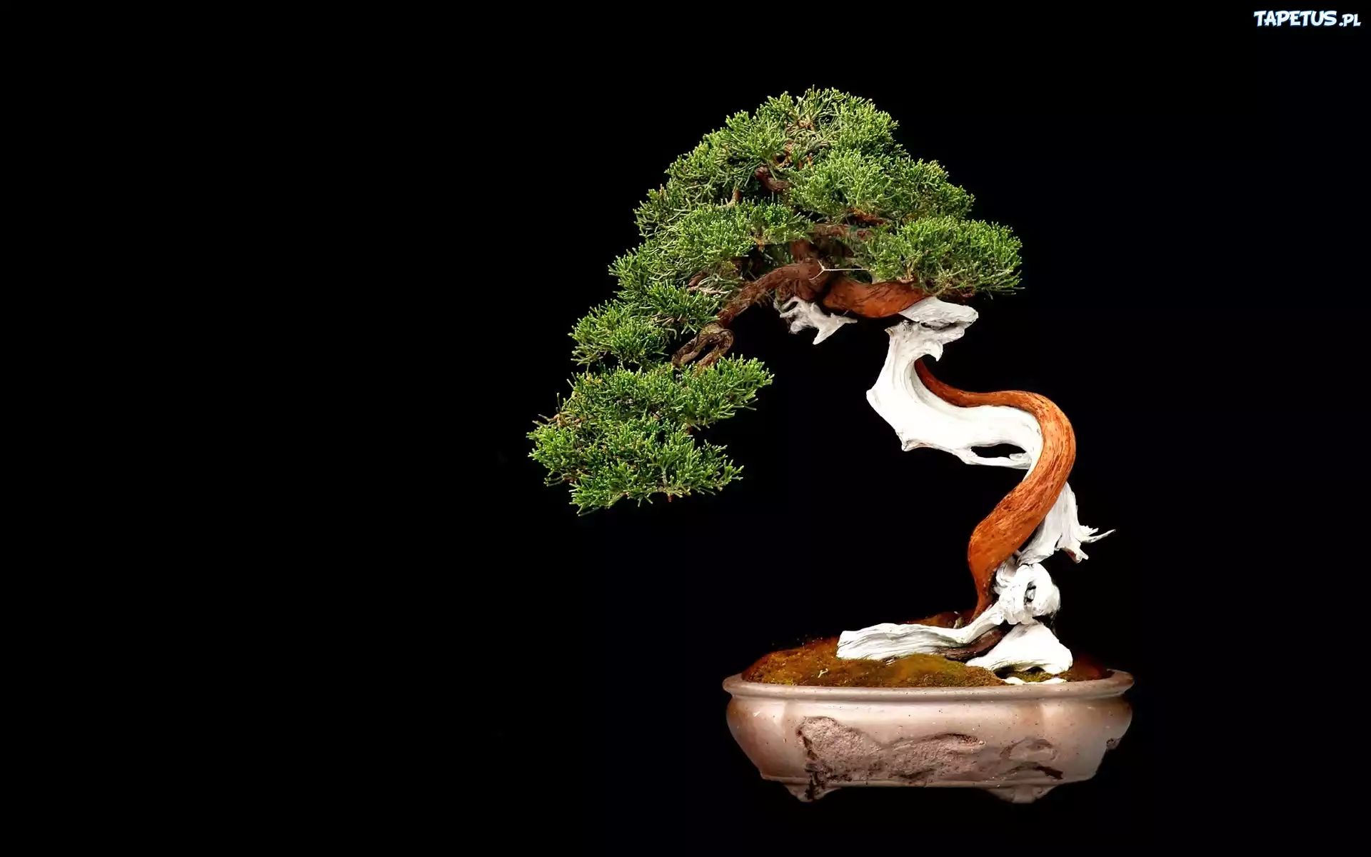 Drzewko, Bonsai, Czarne, Tło