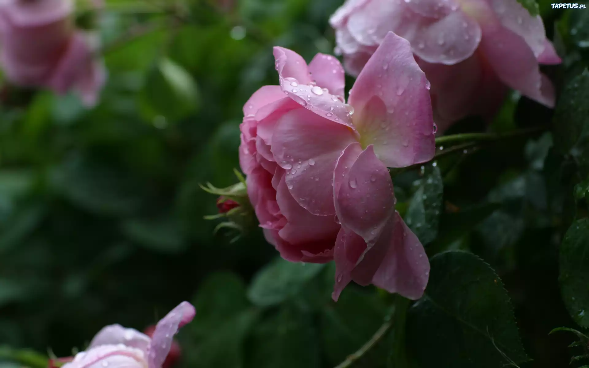 Różowe, Róże, Rosa, Krople
