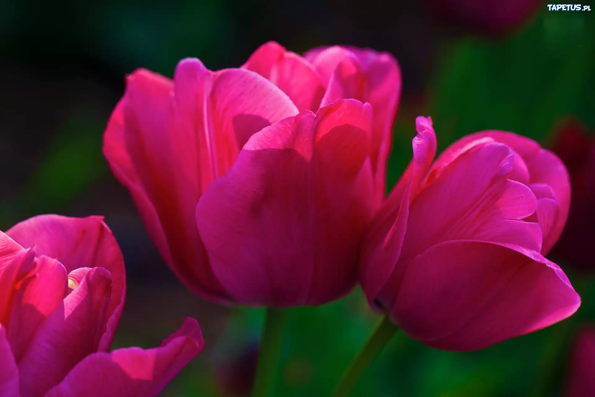 Różowe, Tulipany