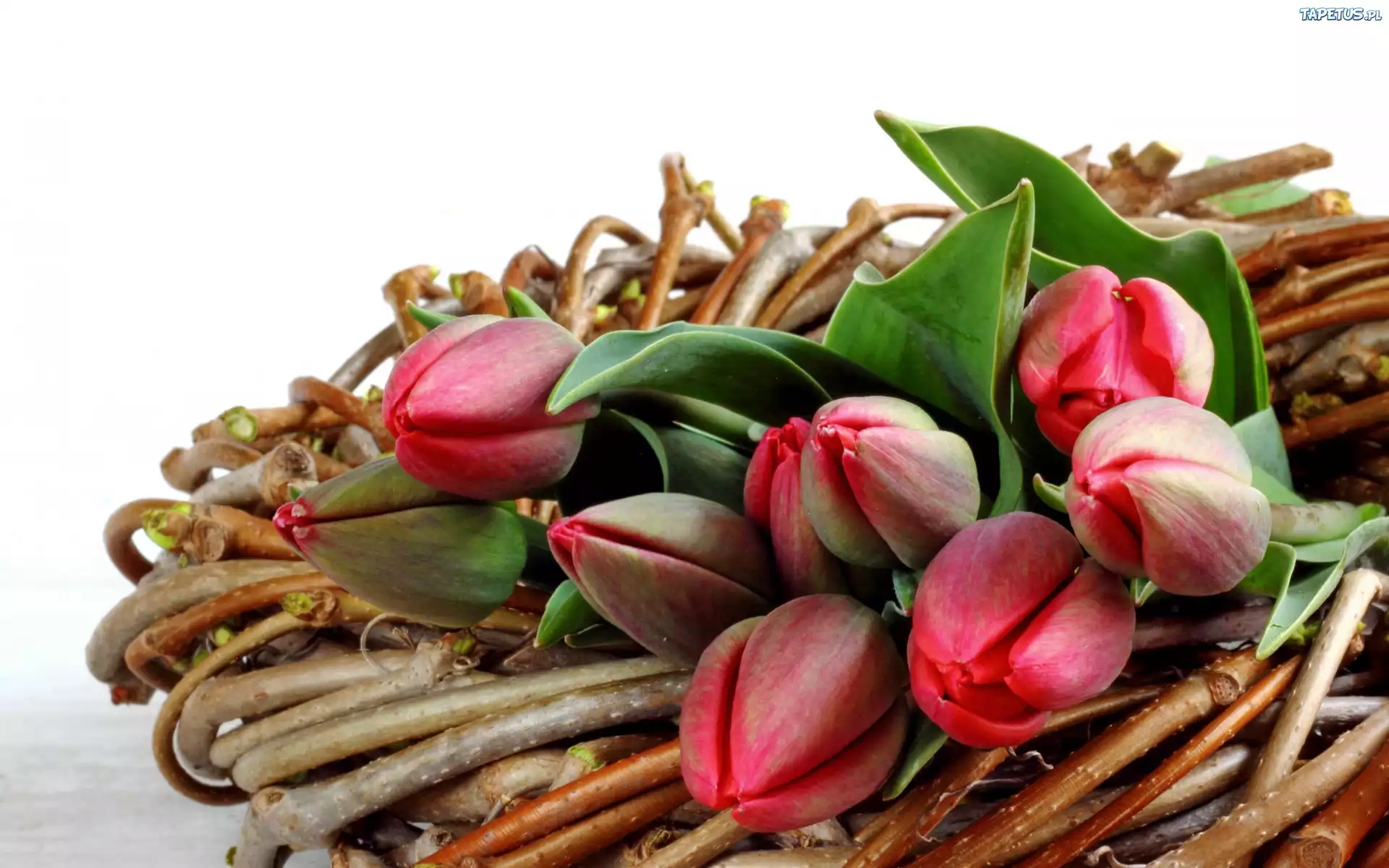 Kwiaty, Bukiet, Tulipany, Wiklina