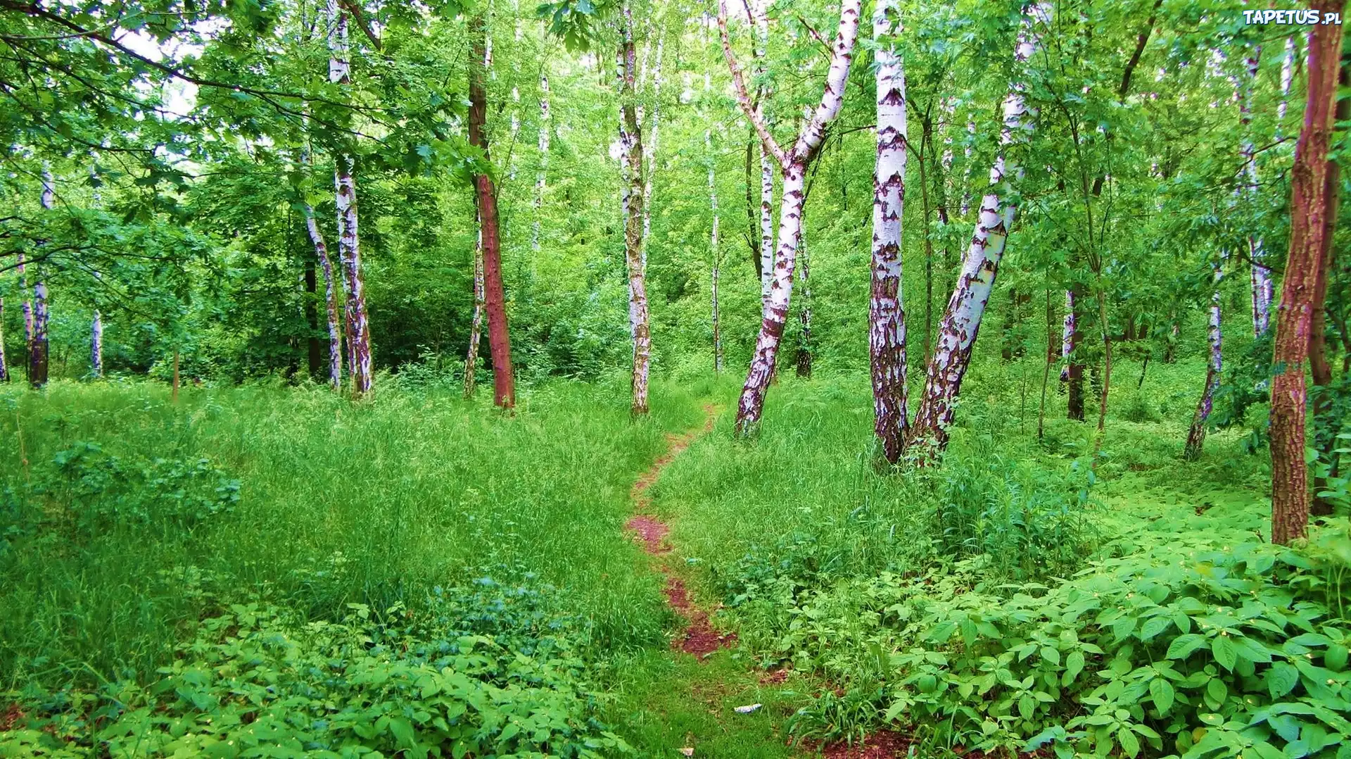 Las, Brzozy, Runo, Leśne
