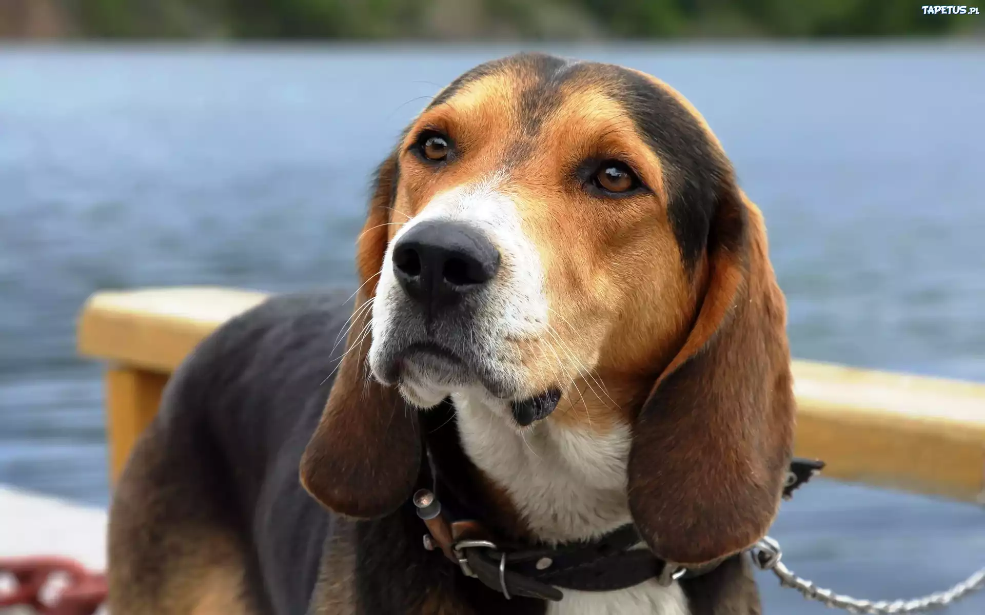 Beagle, Obroża