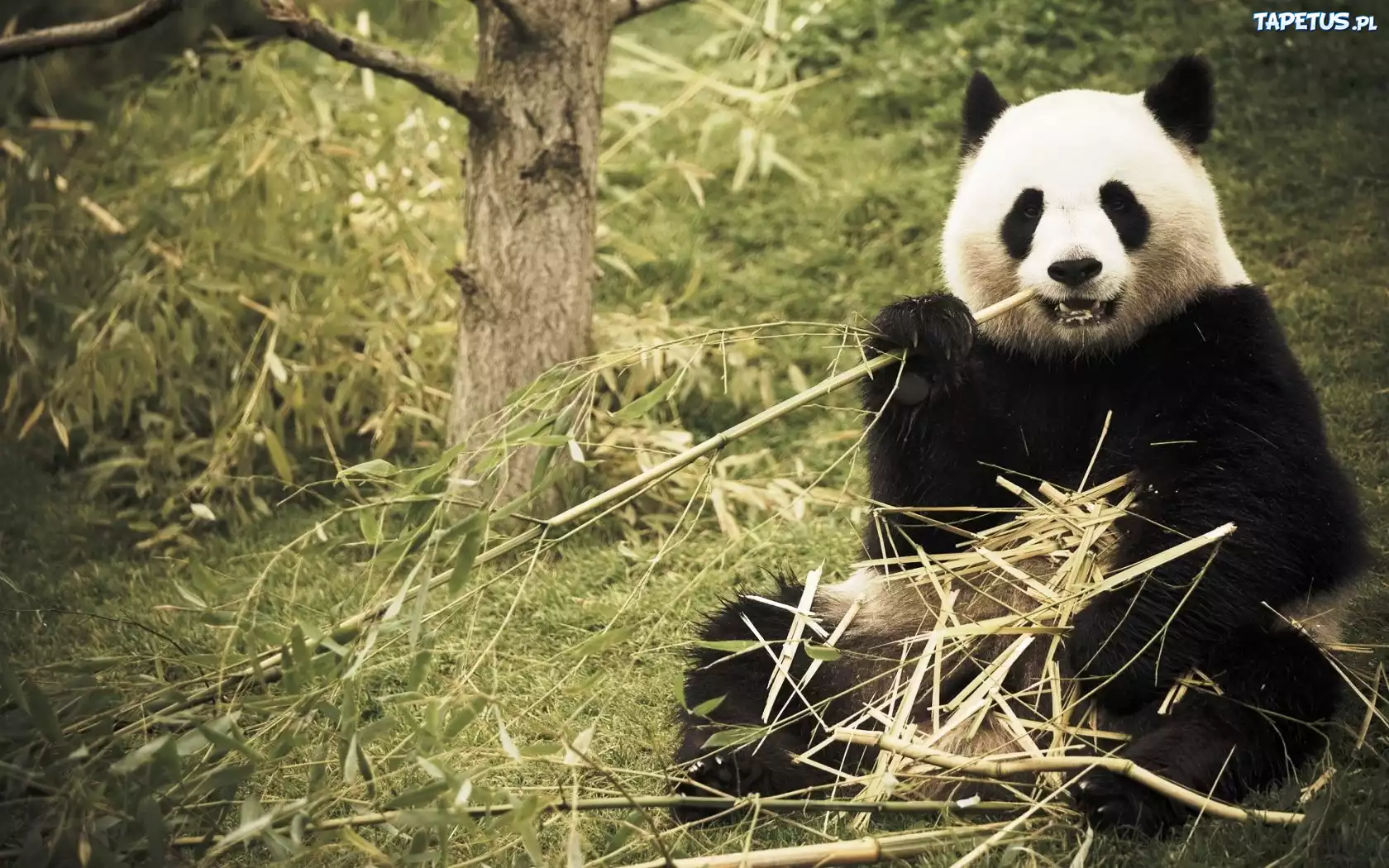 Panda, Las, Bambus