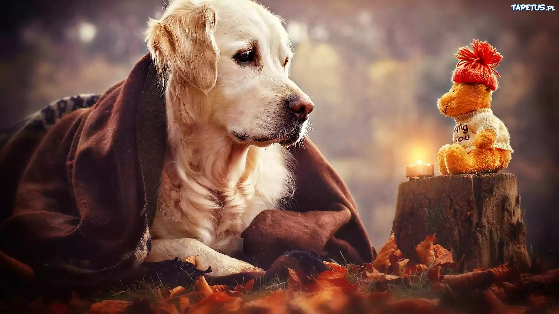Pies, Golden retriever, Zabawka, Miś, Świeczka, Pień