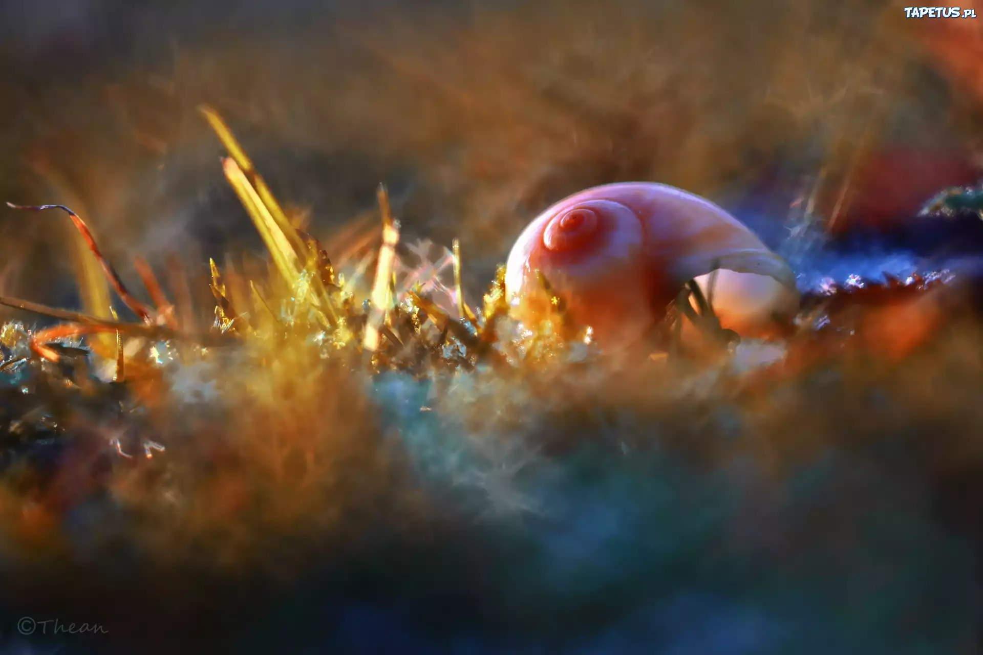 Muszelka, Kolory, Makro, Bokeh