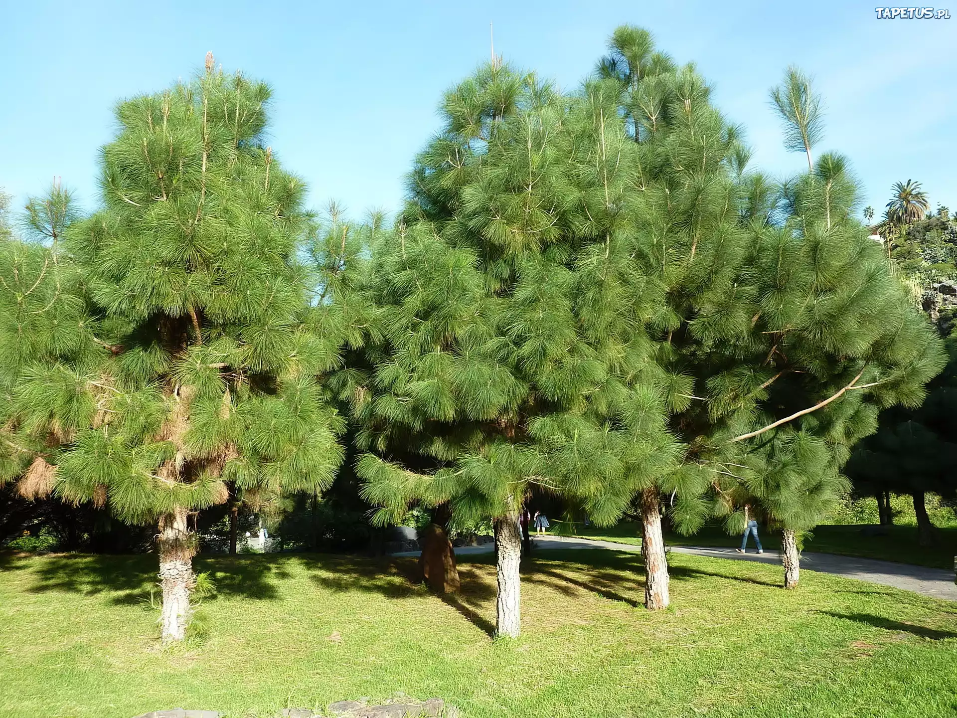 Park, Sosny