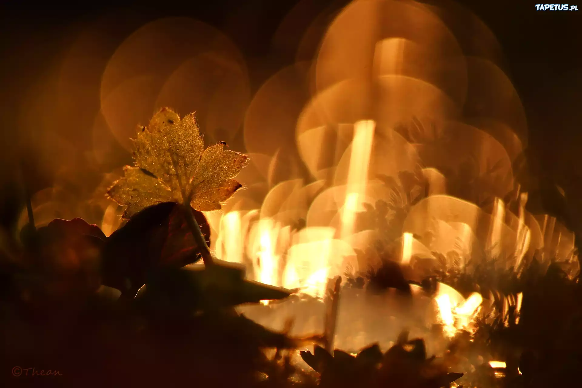 Liść, Wieczór, Na, Łące, Bokeh