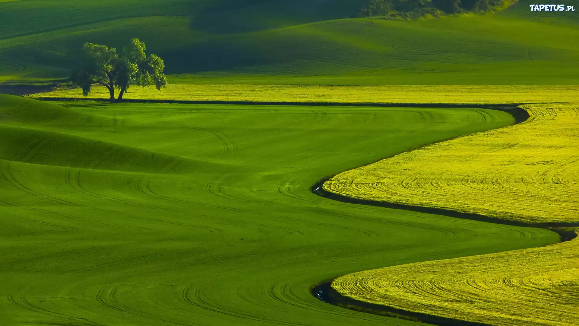 Zielone, Pola, Drzewo