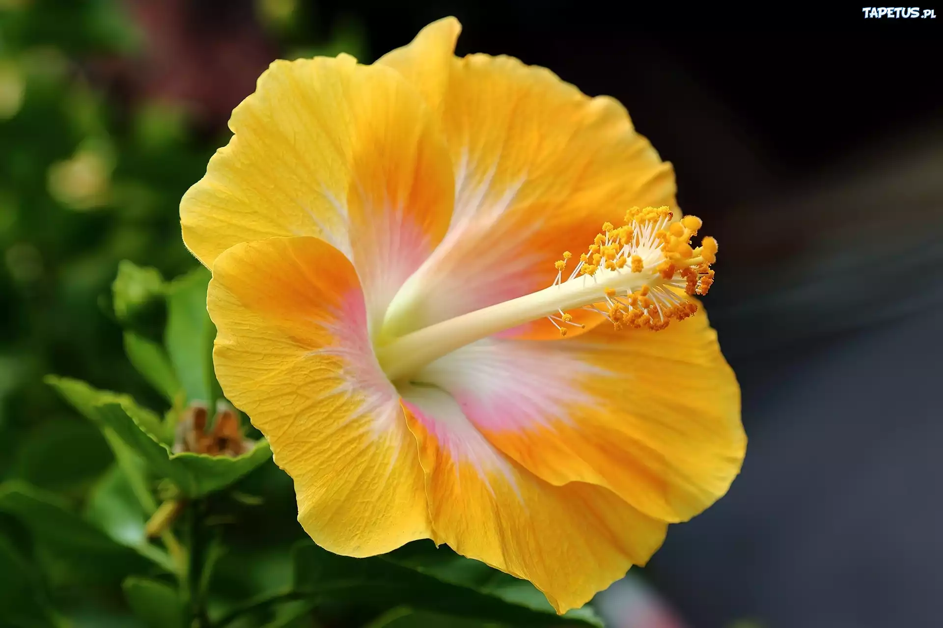 Żółty, Hibiskus