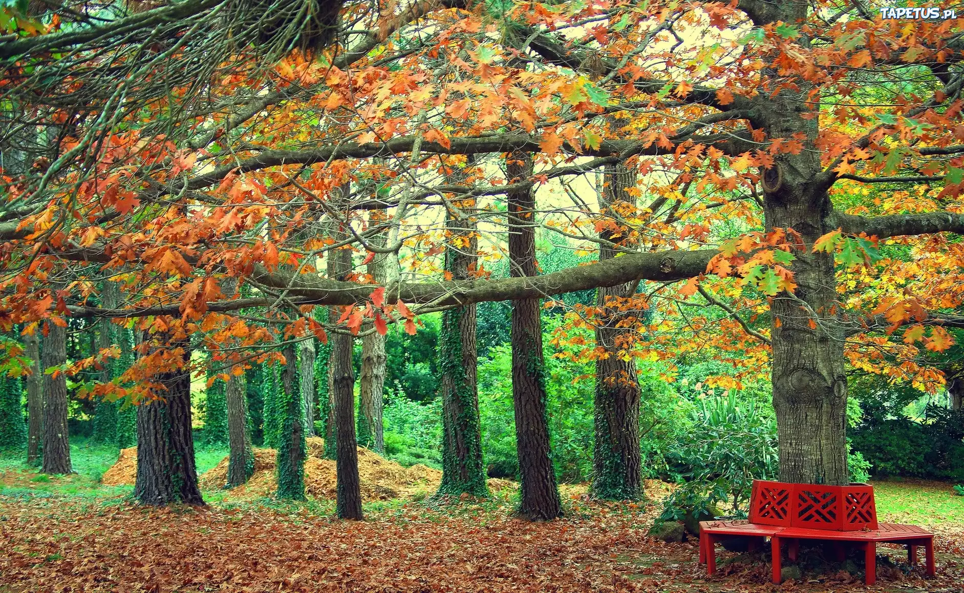 Park, Ławka, Drzewa, Liście, Jesień