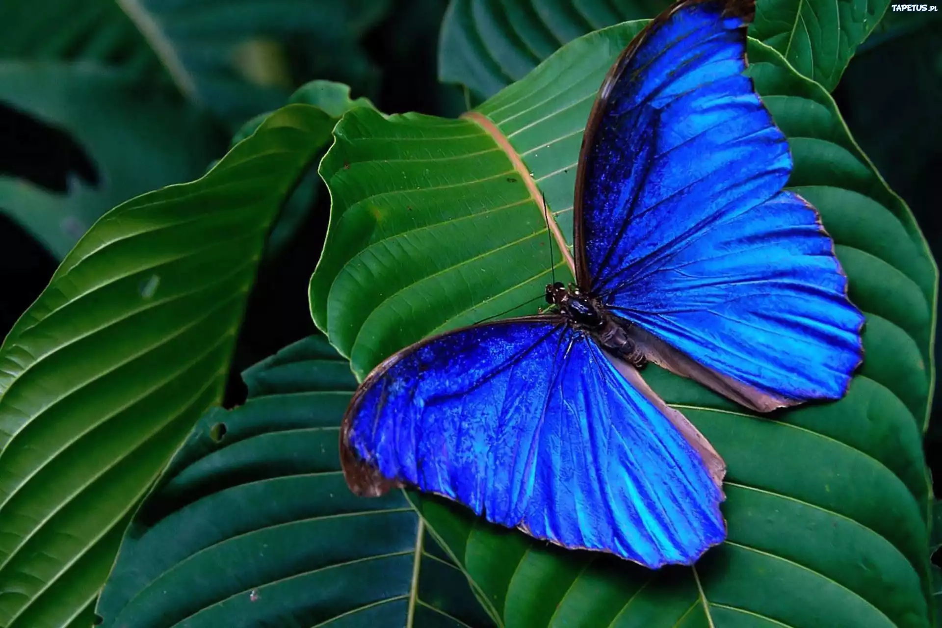 Motyl, niebieski