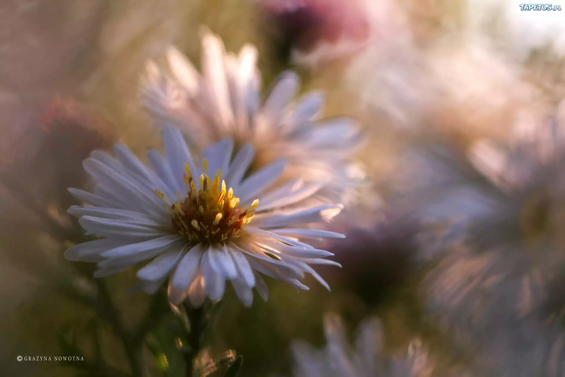 Aster, Biały, Kwiat