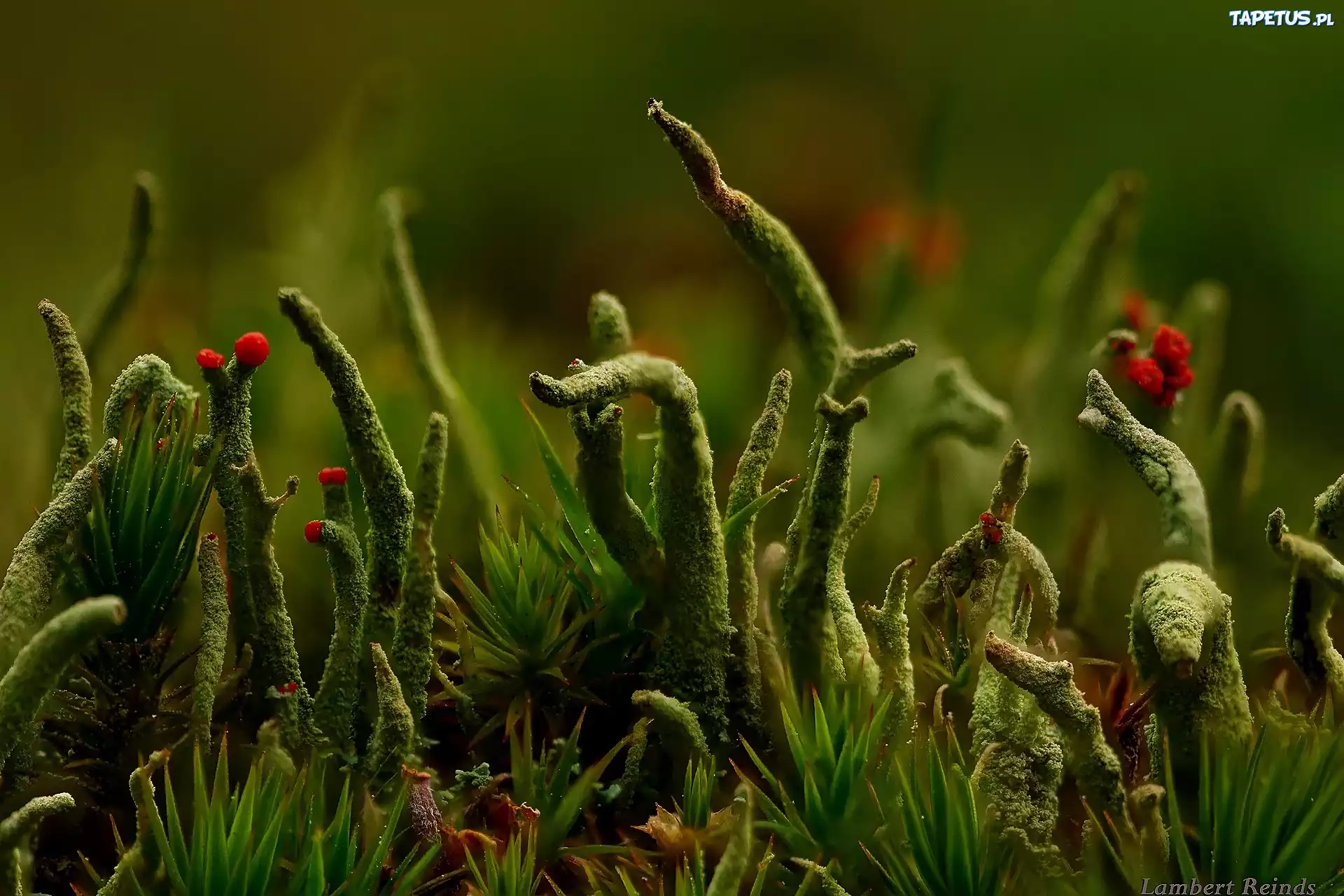 Cladonia, Porost, Zieleń, Makro