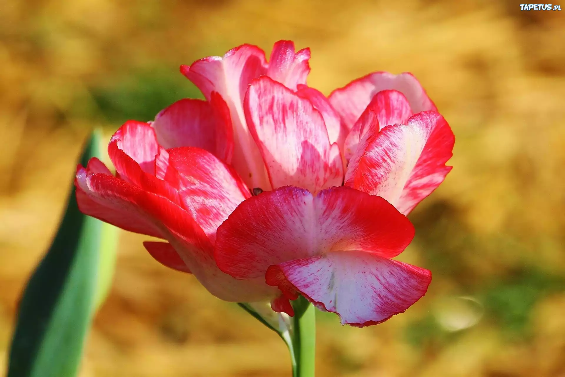 Kolorowy, Tulipan