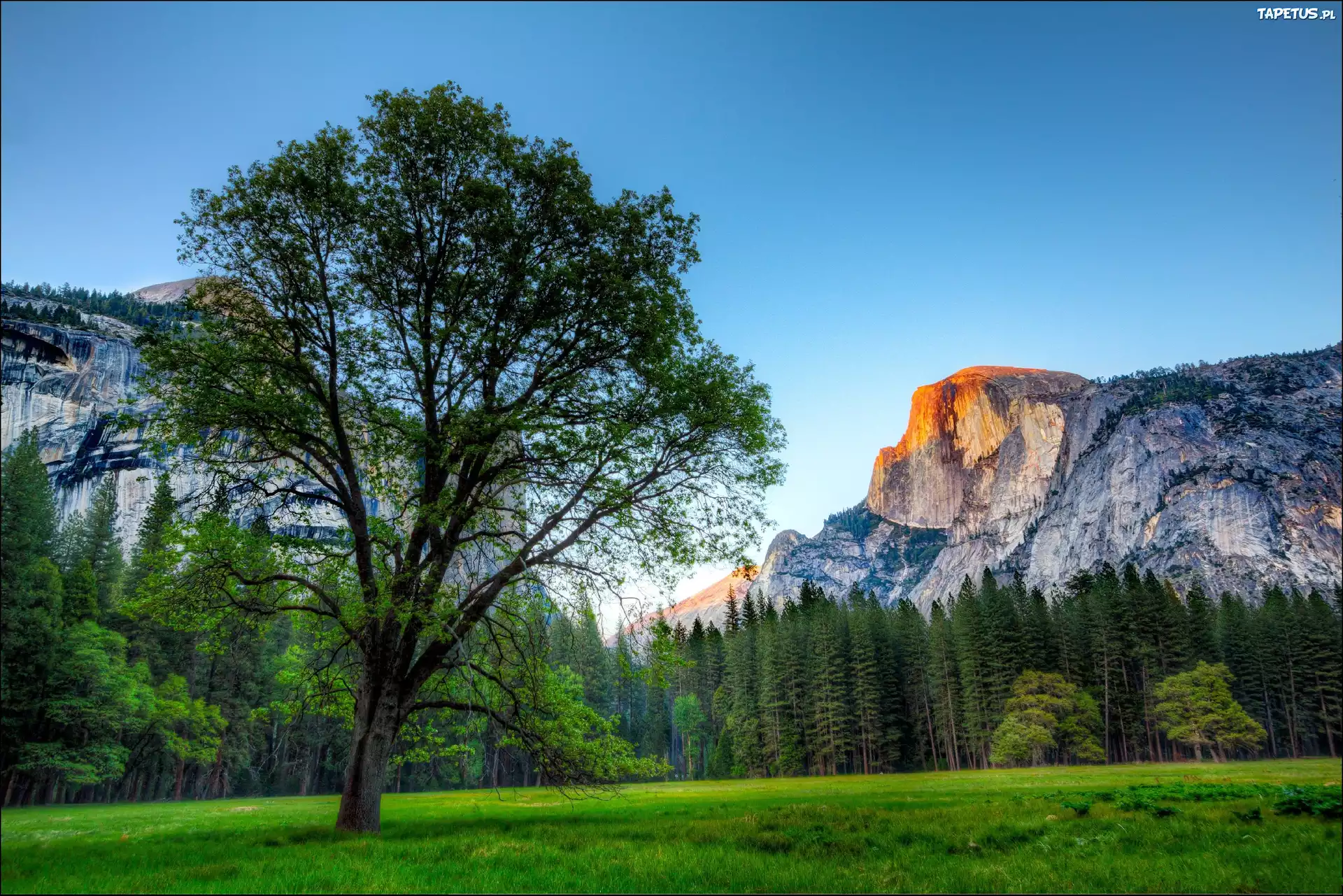 Góry, Las, Łąka, Park Narodowy Yosemite