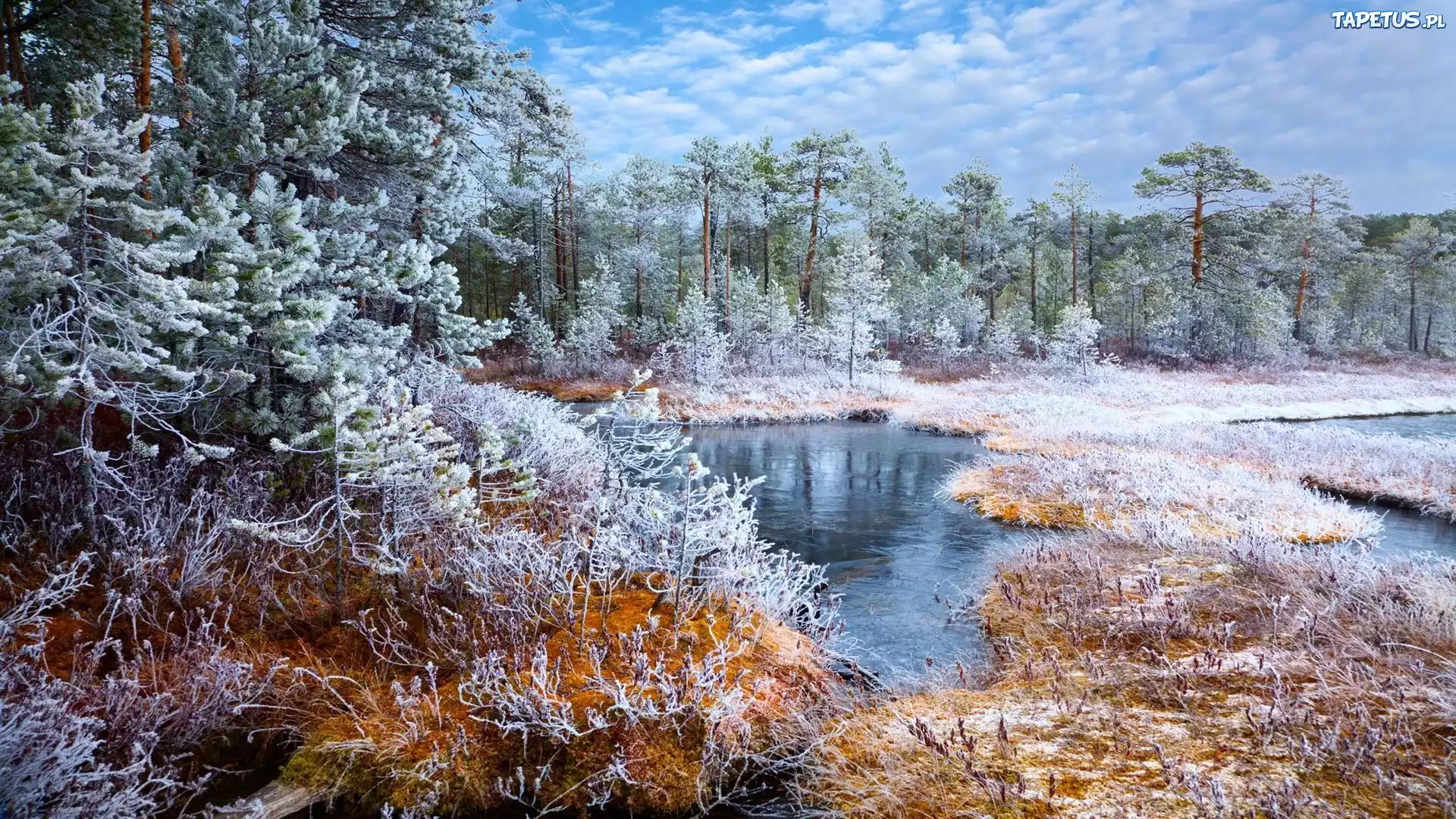 Zima, Staw