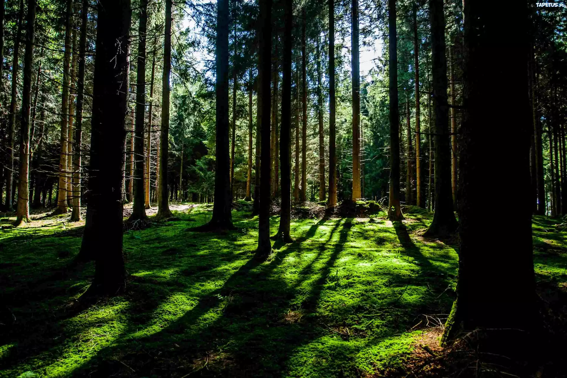Las, Przebijające, Słońce