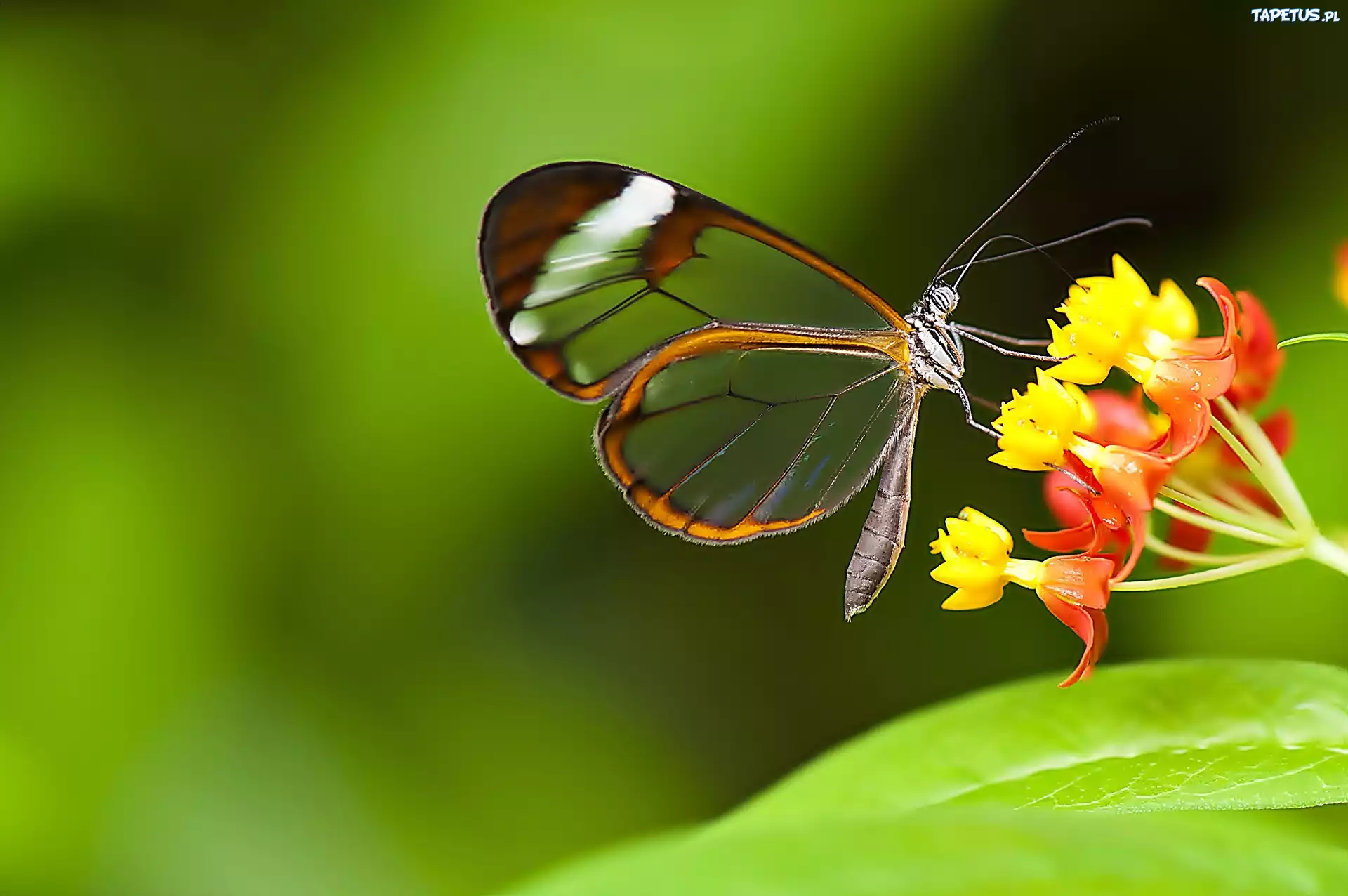 Motyl, Kwiat