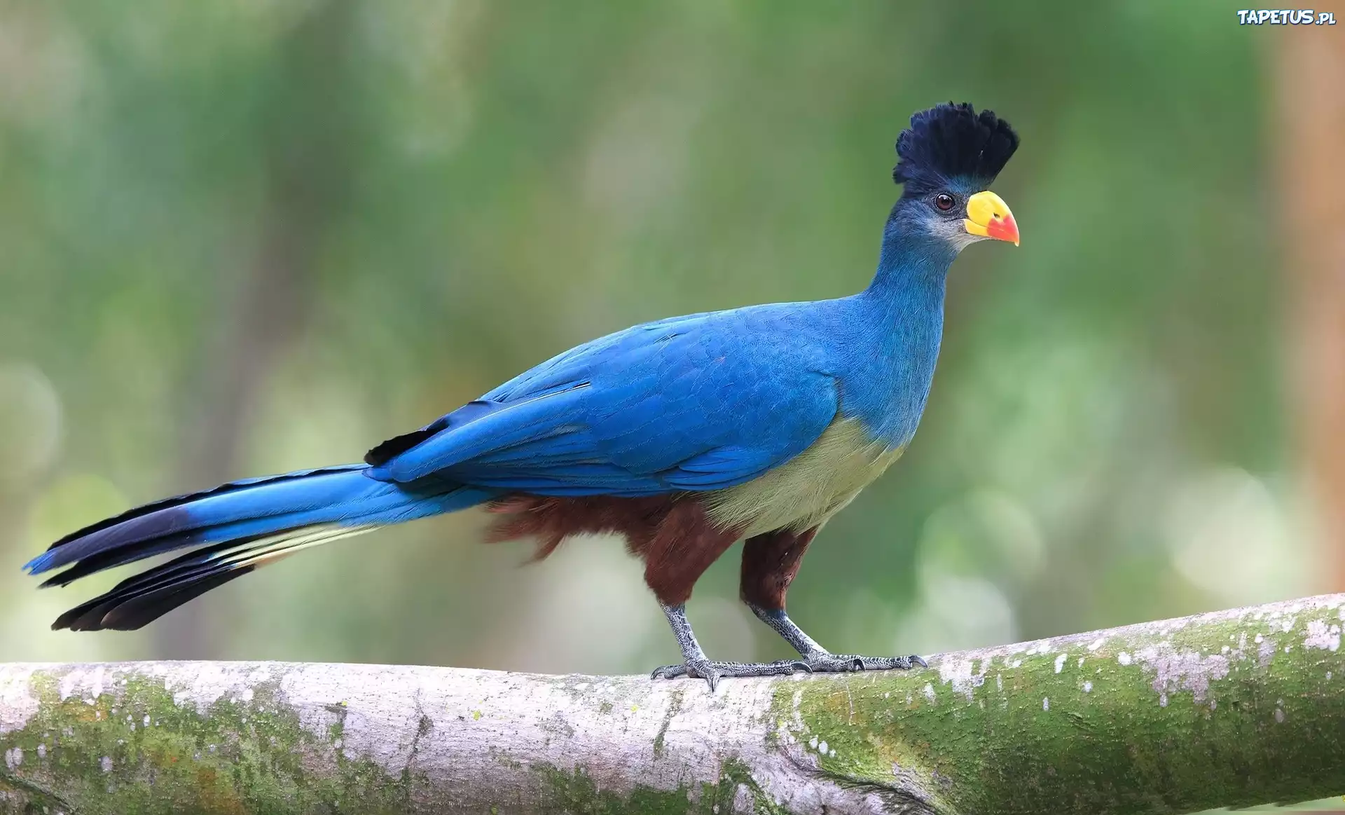 Ptak, Turaco