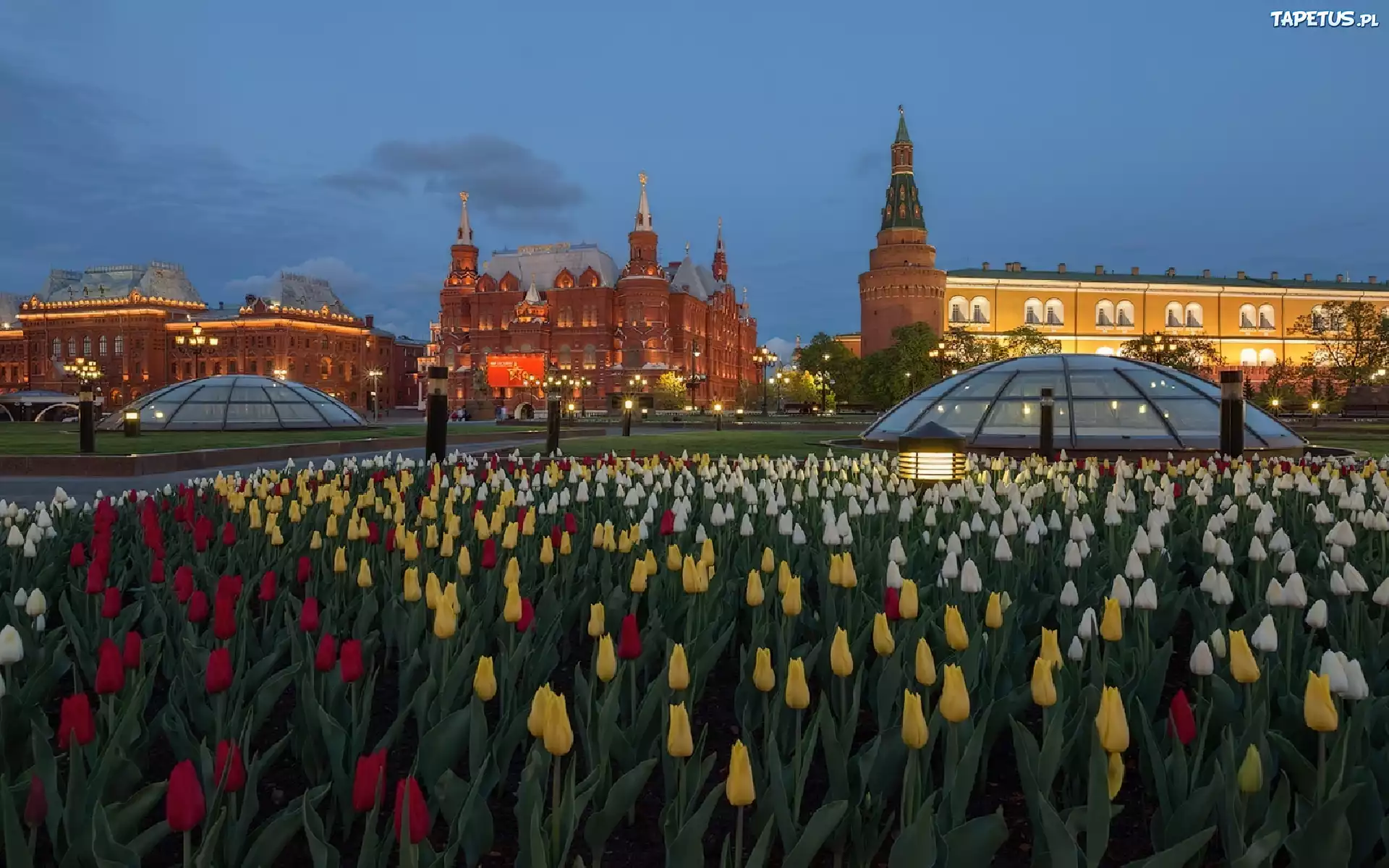 Rosja, Moskwa, Zdjęcie, Miasto, Klomb, Tulipany