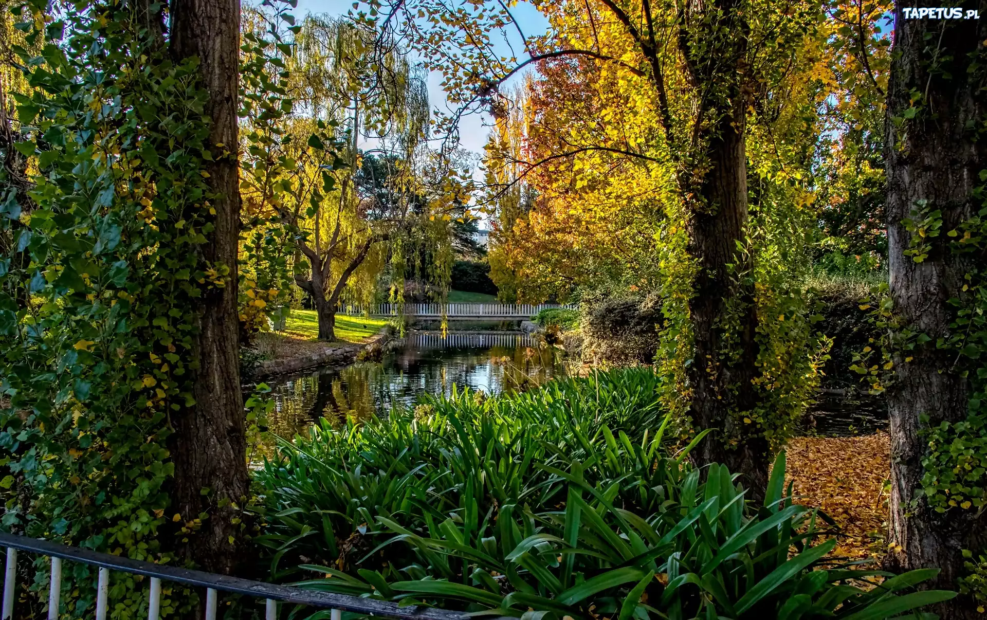 Park, Rzeczka, Mostek, Jesień