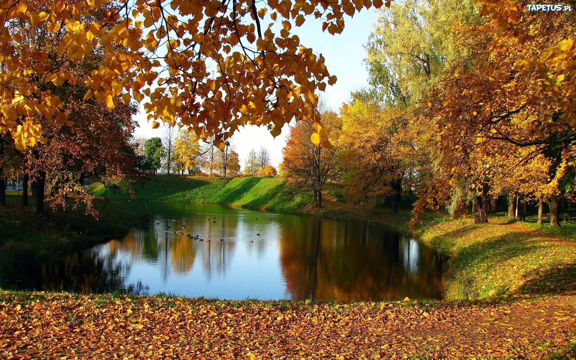Jesień, Park, Staw, Kaczki