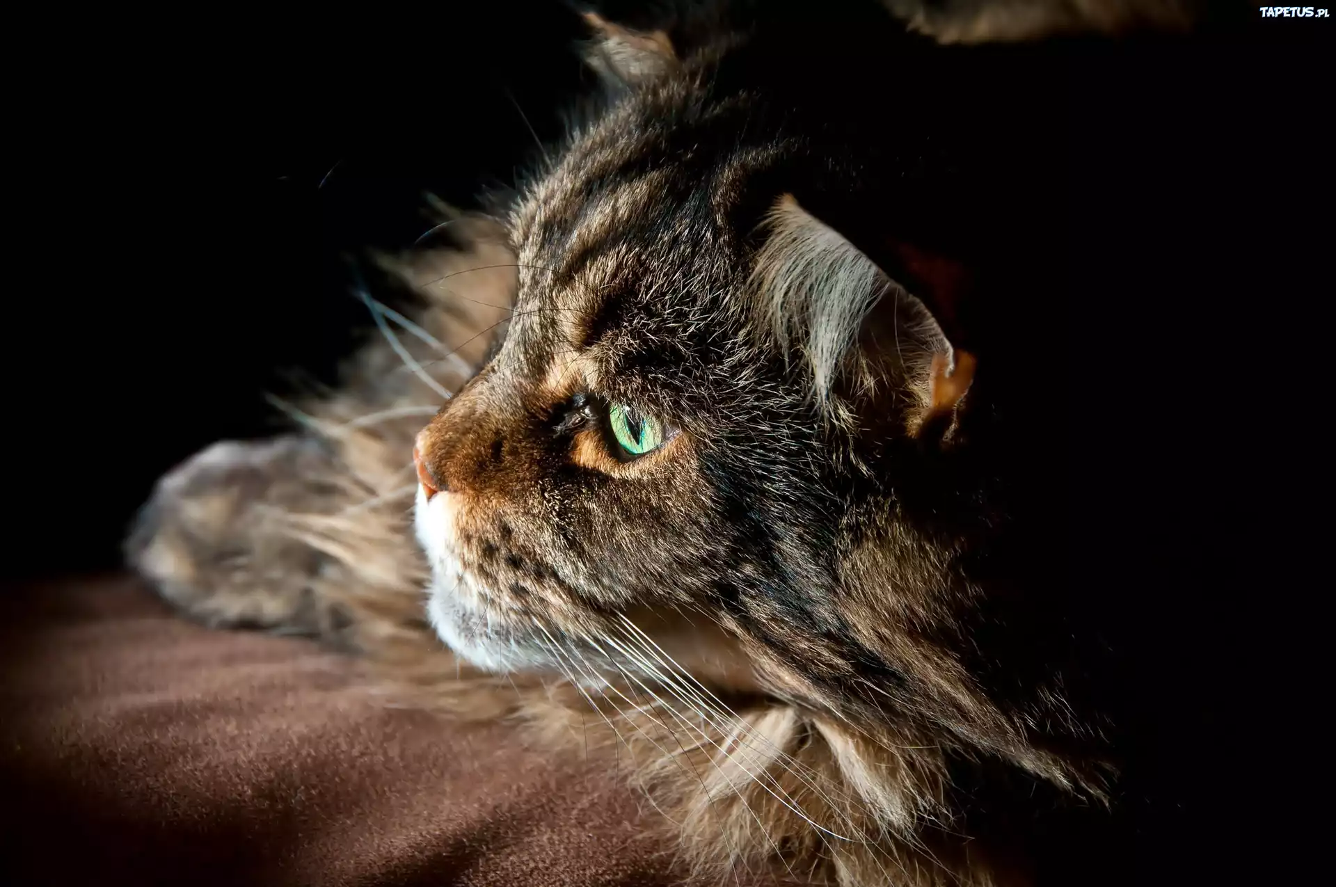 Kot, Maine coon, Zielone, Oczy
