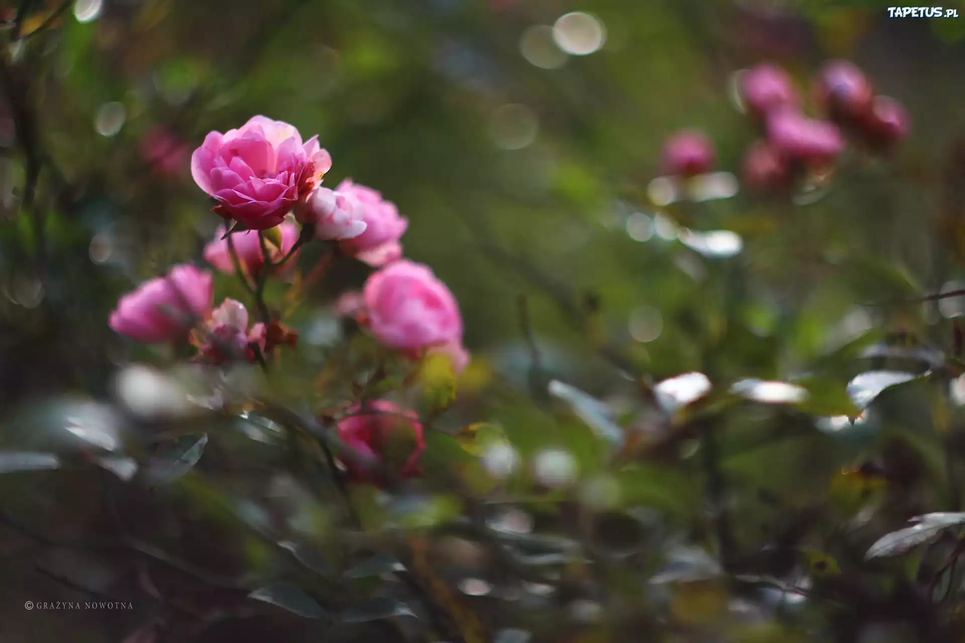 Różowa, Róża, Bokeh
