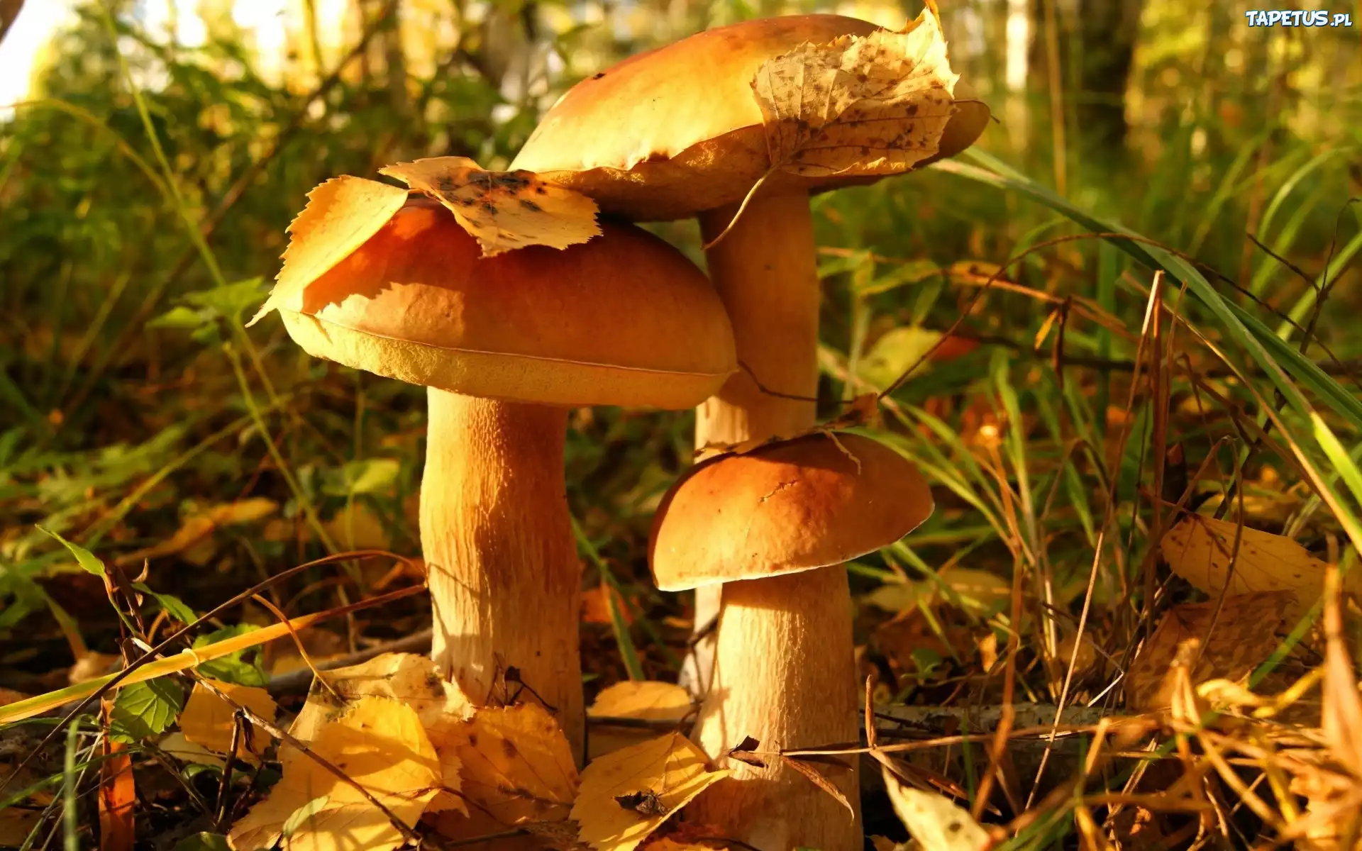 Grzyby, Ściółka, Leśna