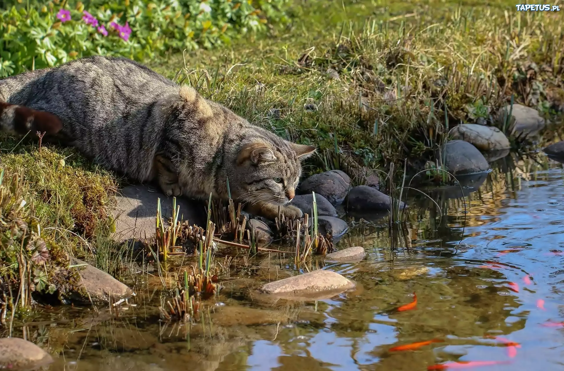 Кот на коряге бесплатно