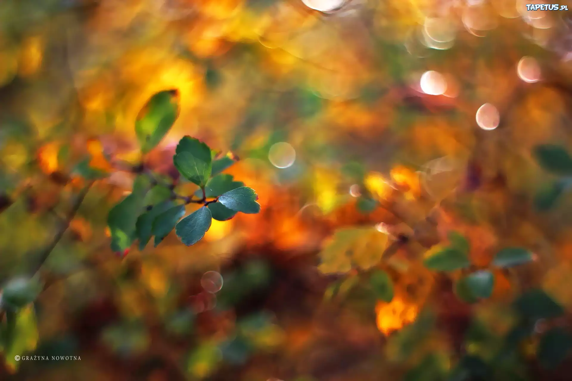 Zielone, Liście, Bokeh