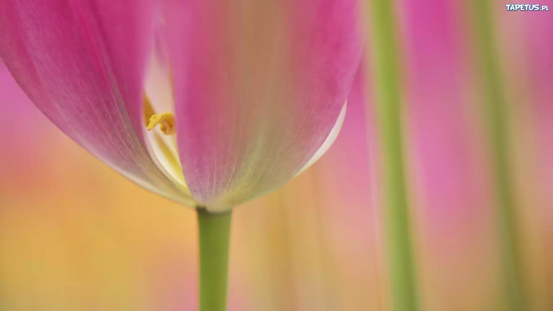 Fioletowy, Tulipan