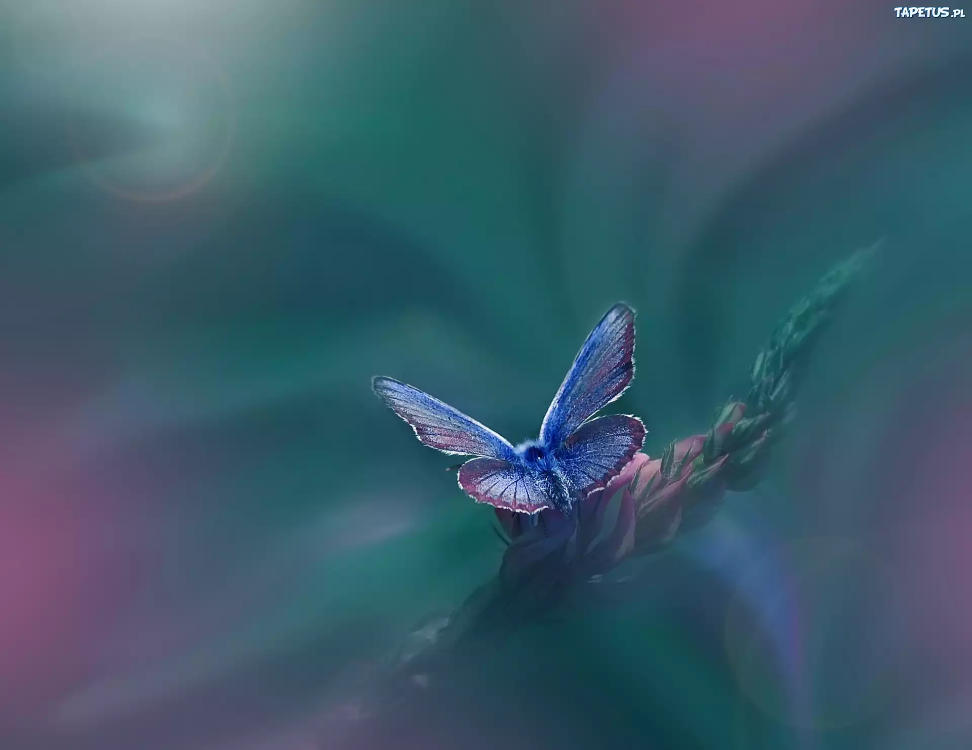 Motyl, Roślina