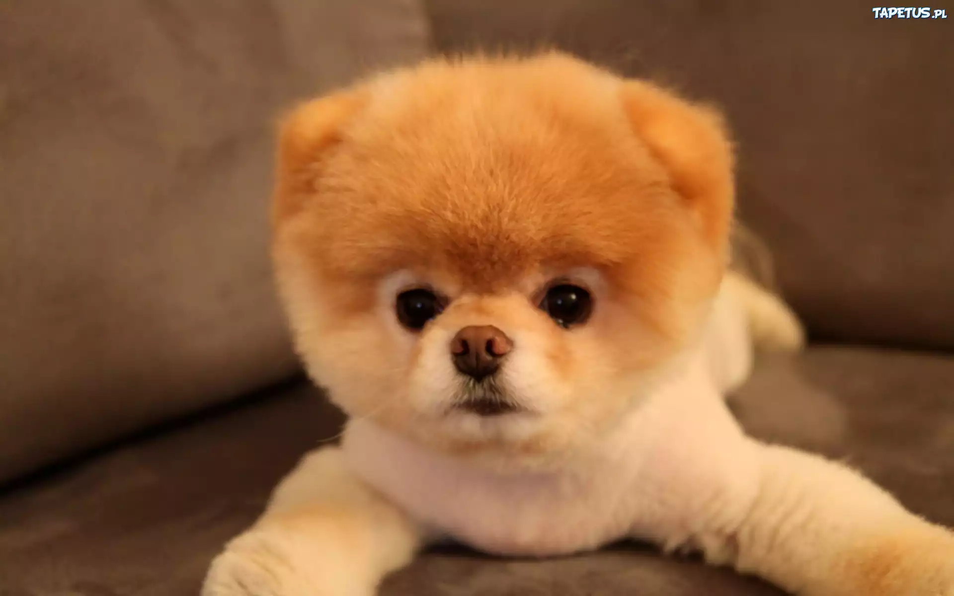 Szczeniak, Pomeranian