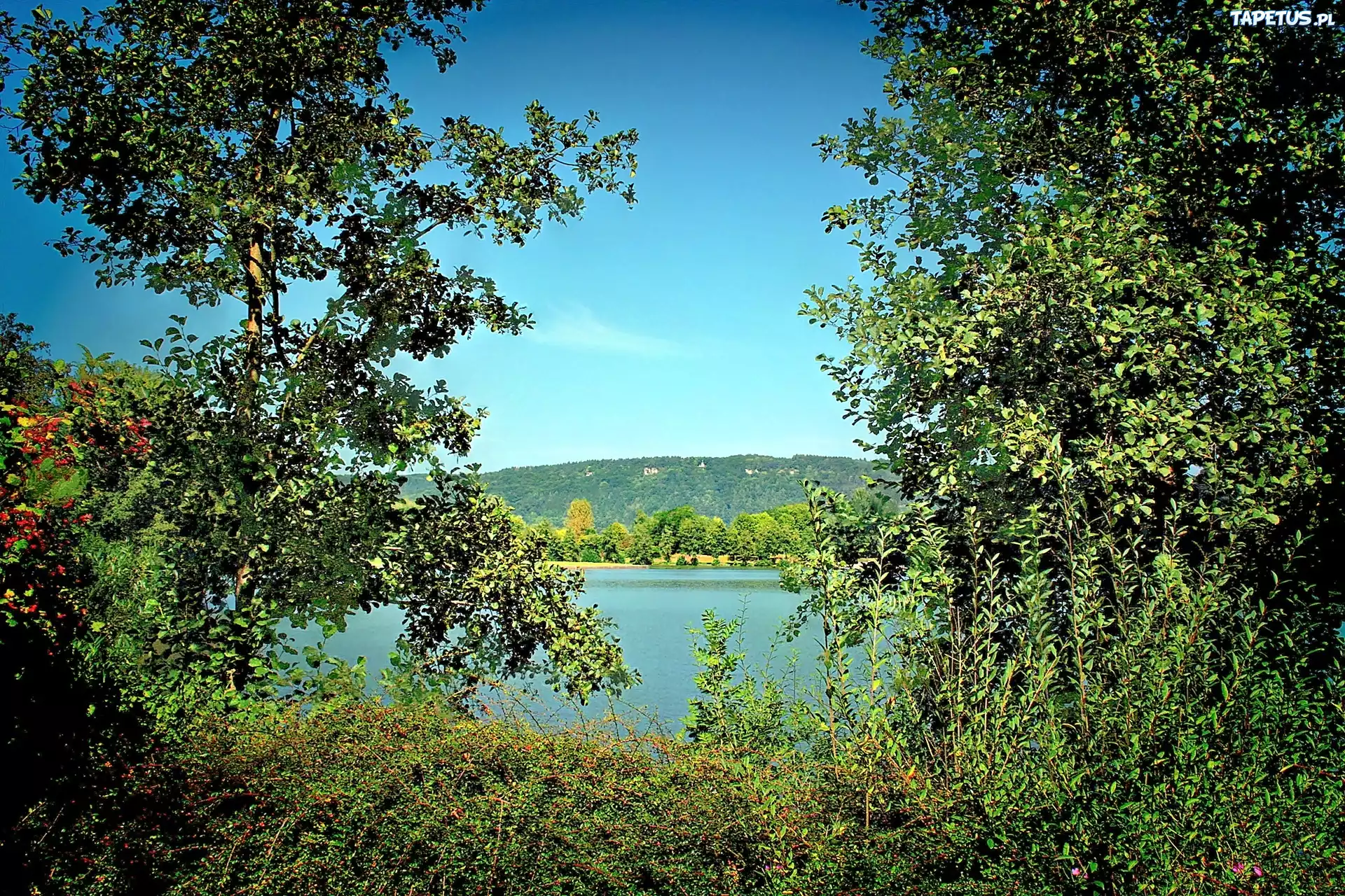 Las, Jezioro, Drzewa