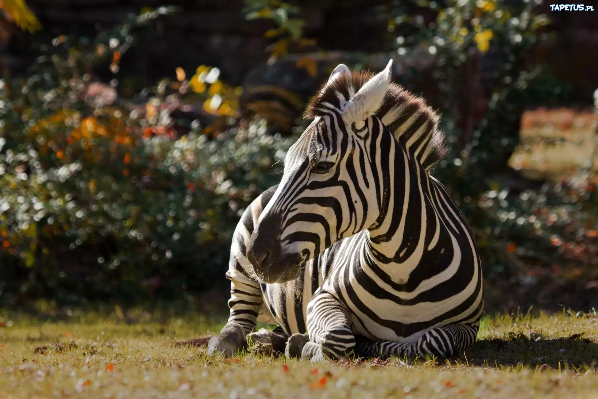 Odpoczywająca, Zebra