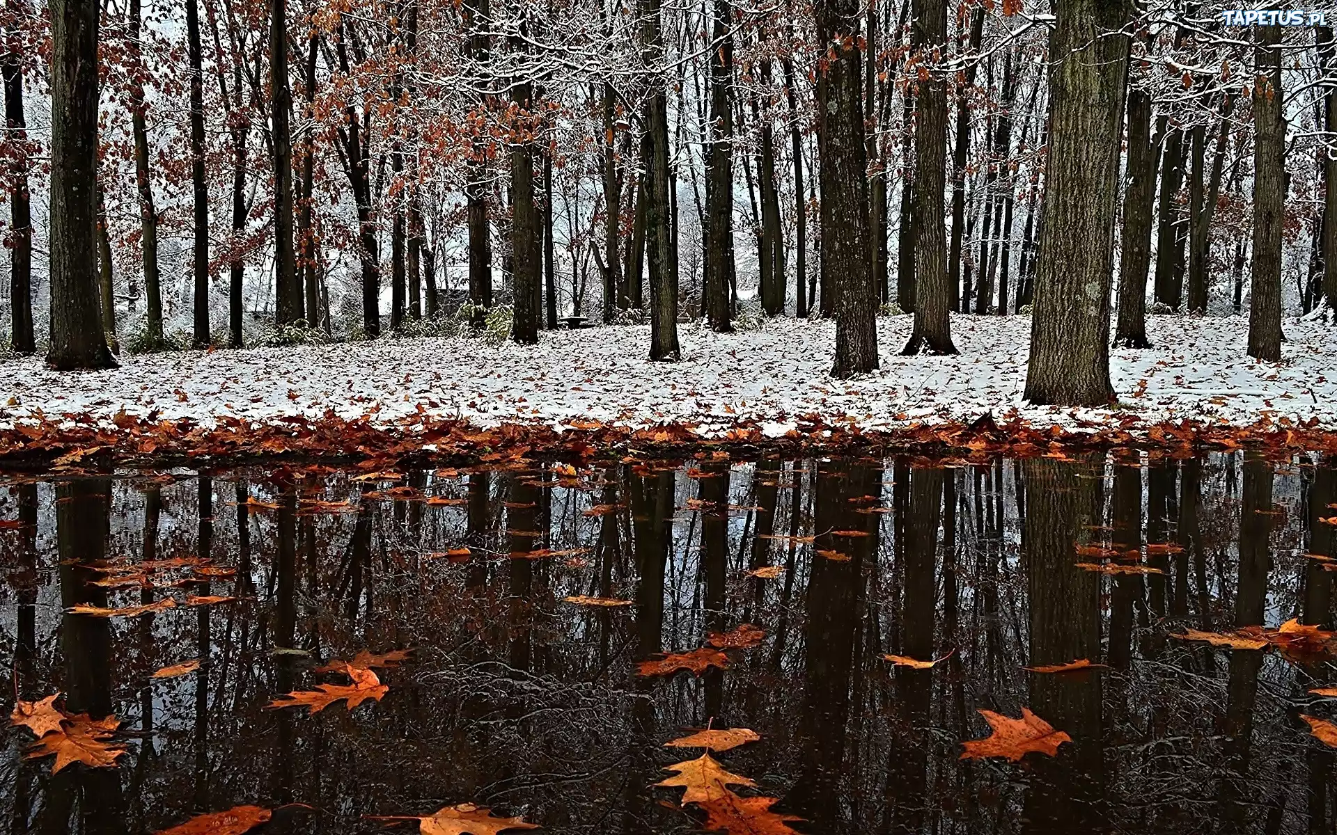 Liście, Kałuża, Park, Pierwszy, Śnieg