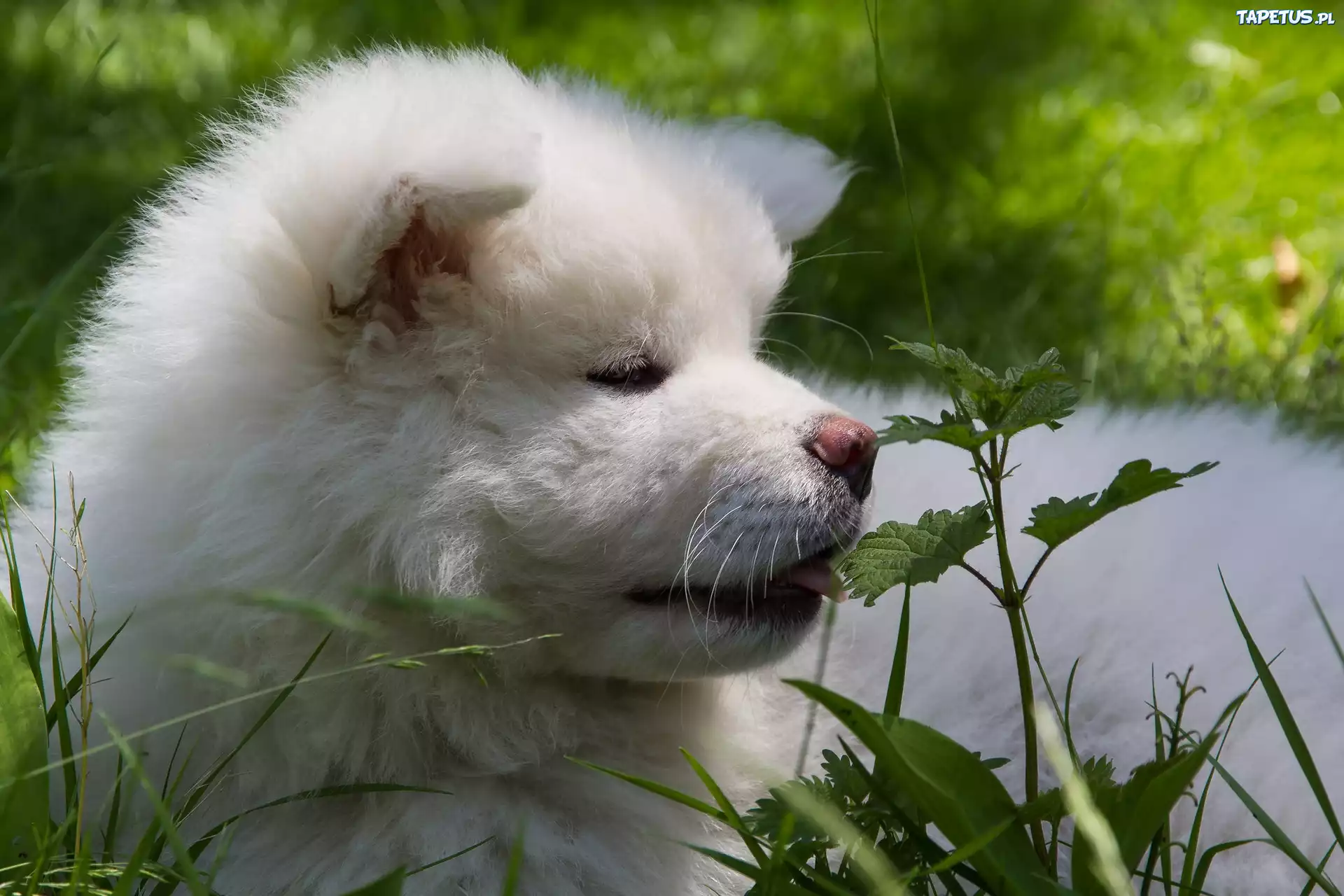 Pies, Akita, Inu, Roślinność