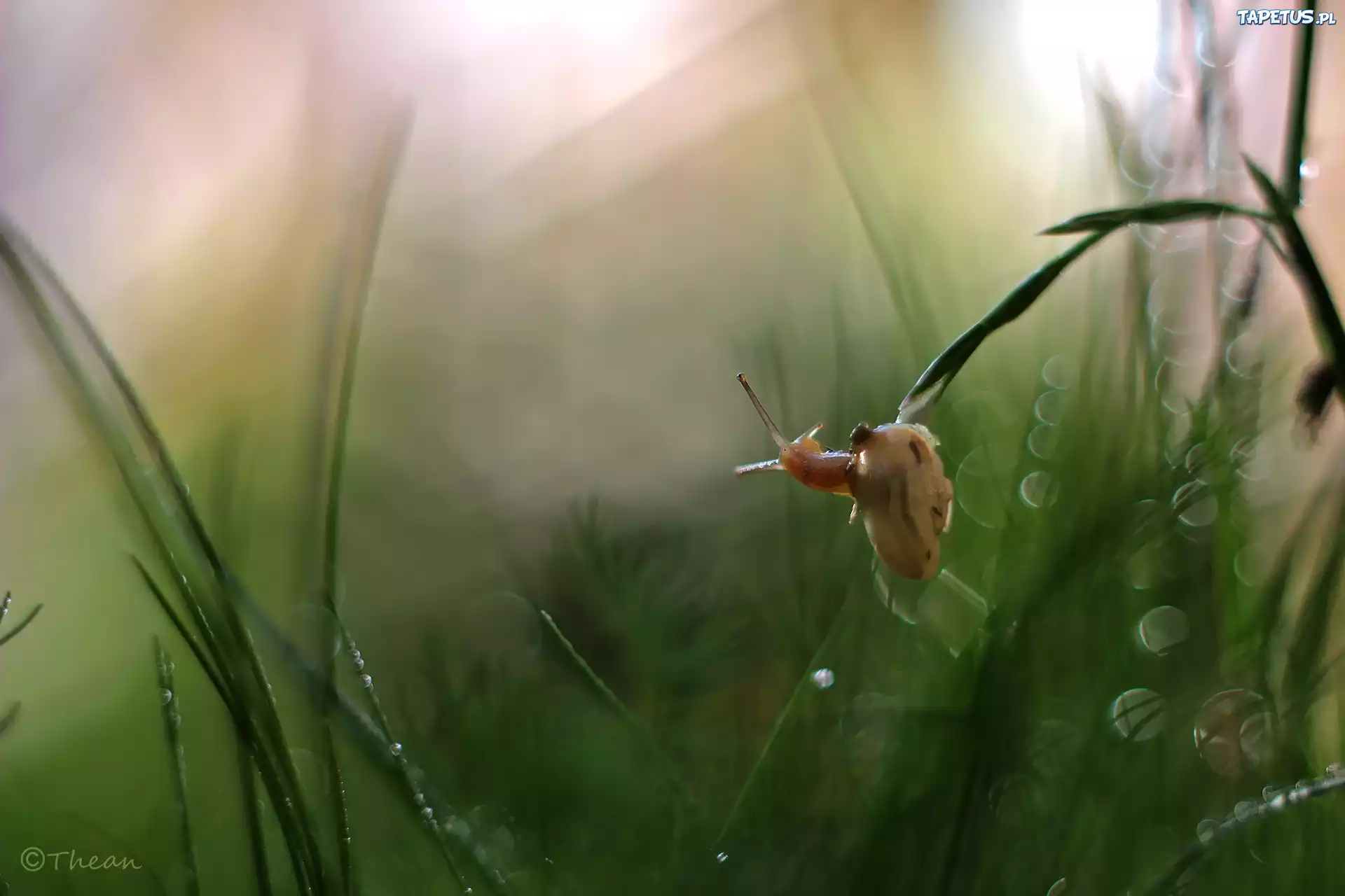 Ślimak, Źdźbła, Trawa, Bokeh