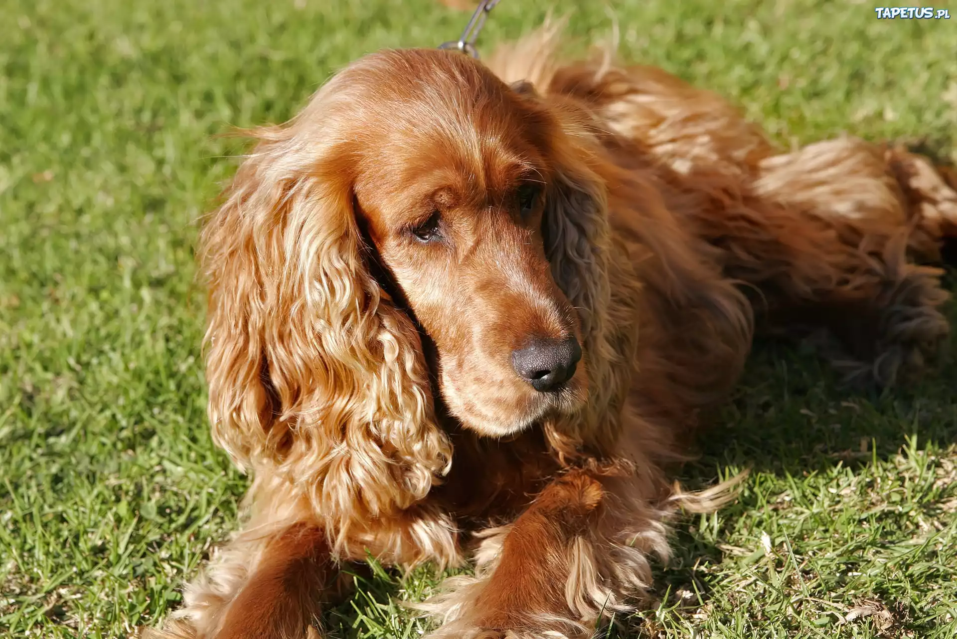 Spaniel, Trawa