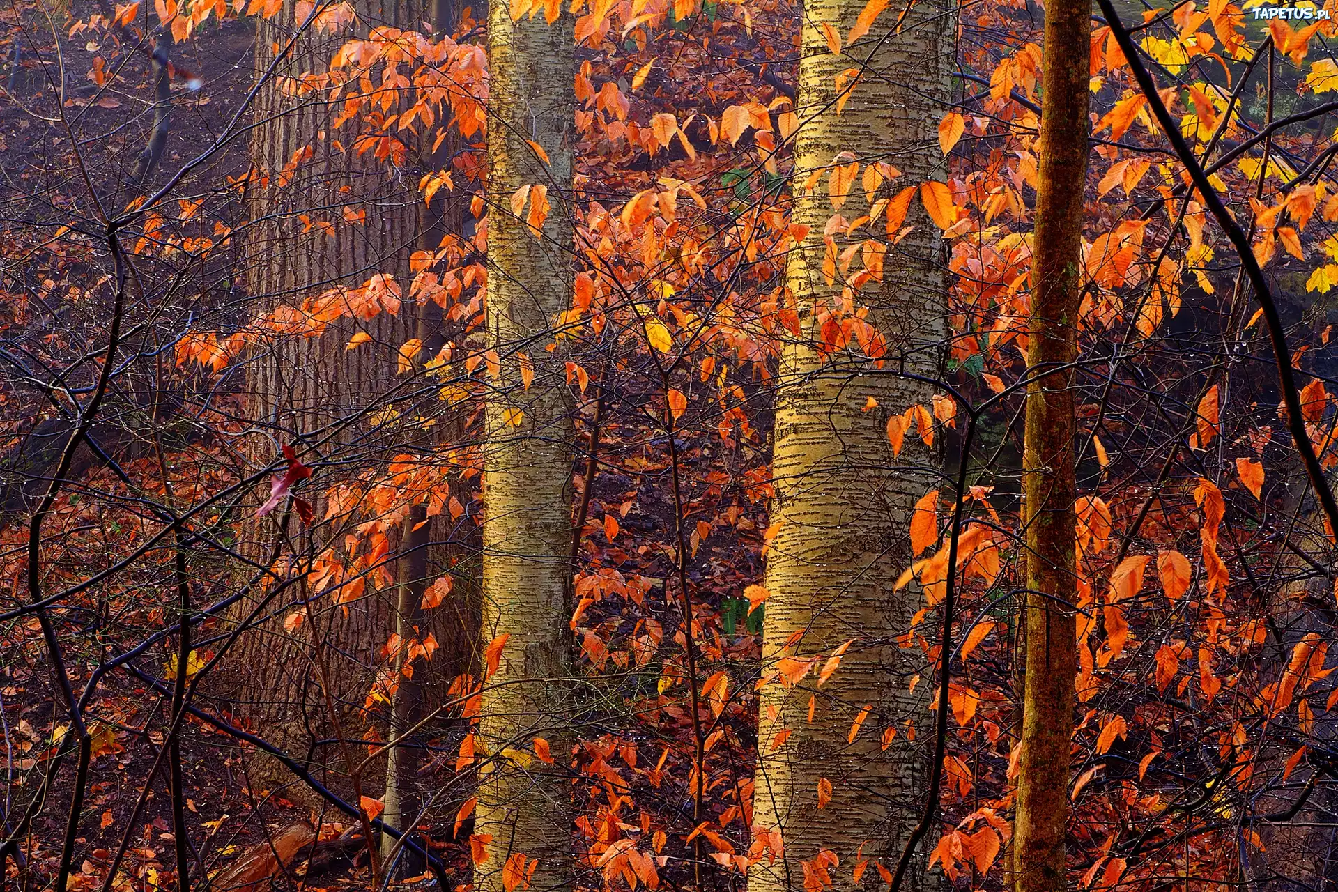 природа деревья лес осень без смс