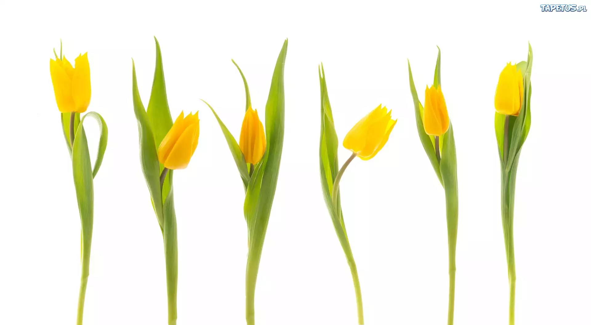 Tulipany, żółte
