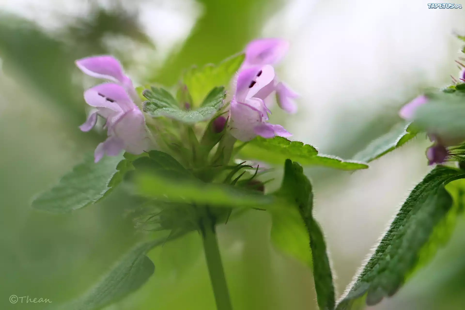 Pokrzywa, Jasnota Purpurowa