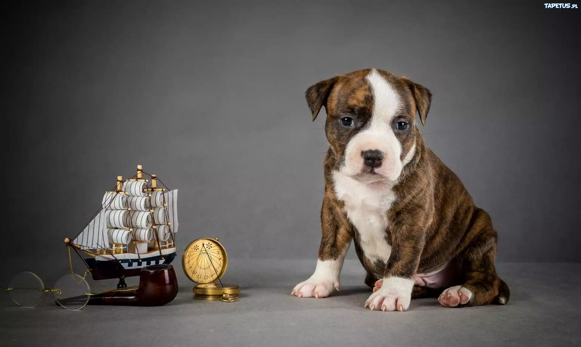 Pies, Szczeniak, Amstaff