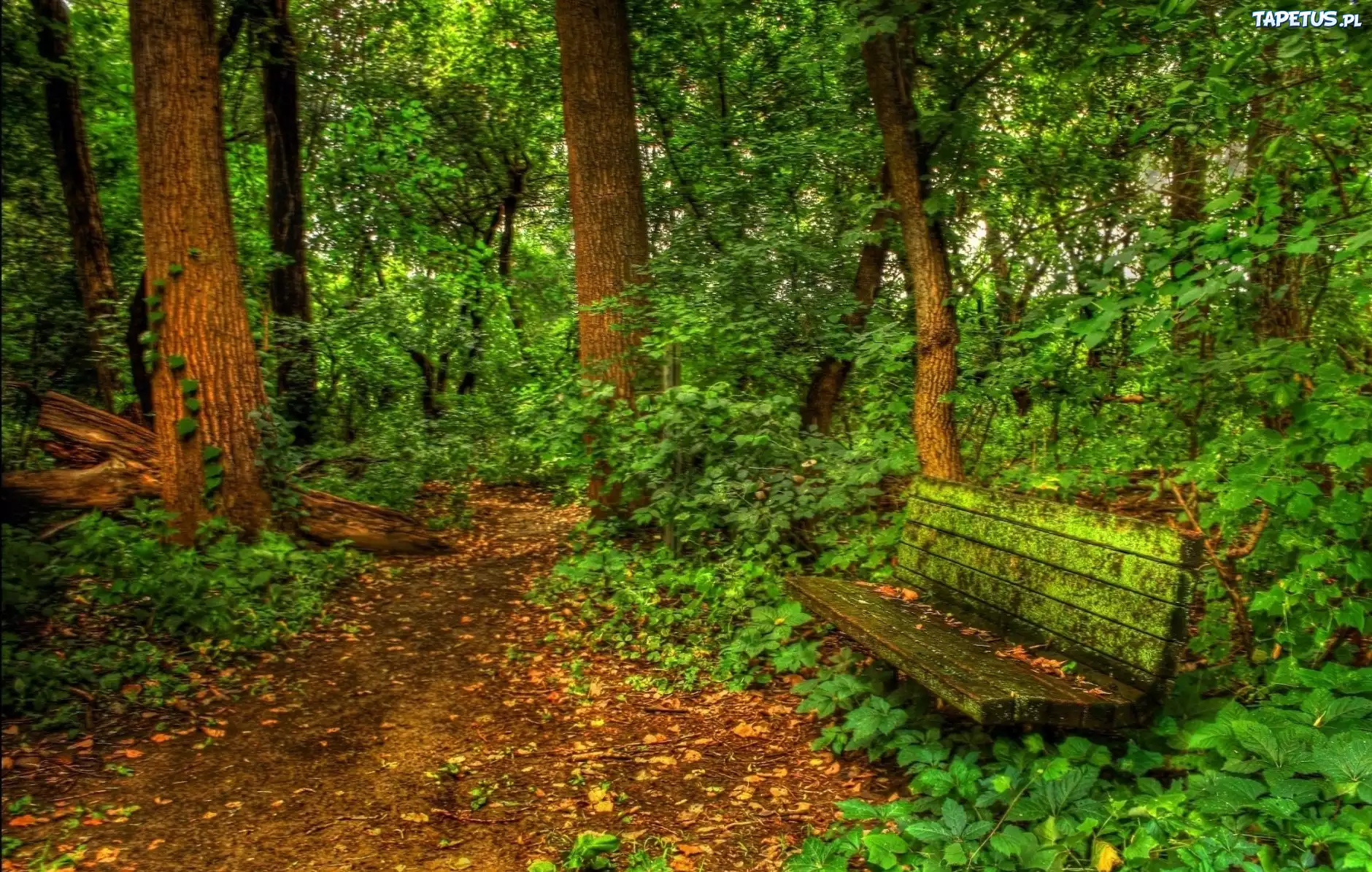 Las, Ścieżka, Ławeczka
