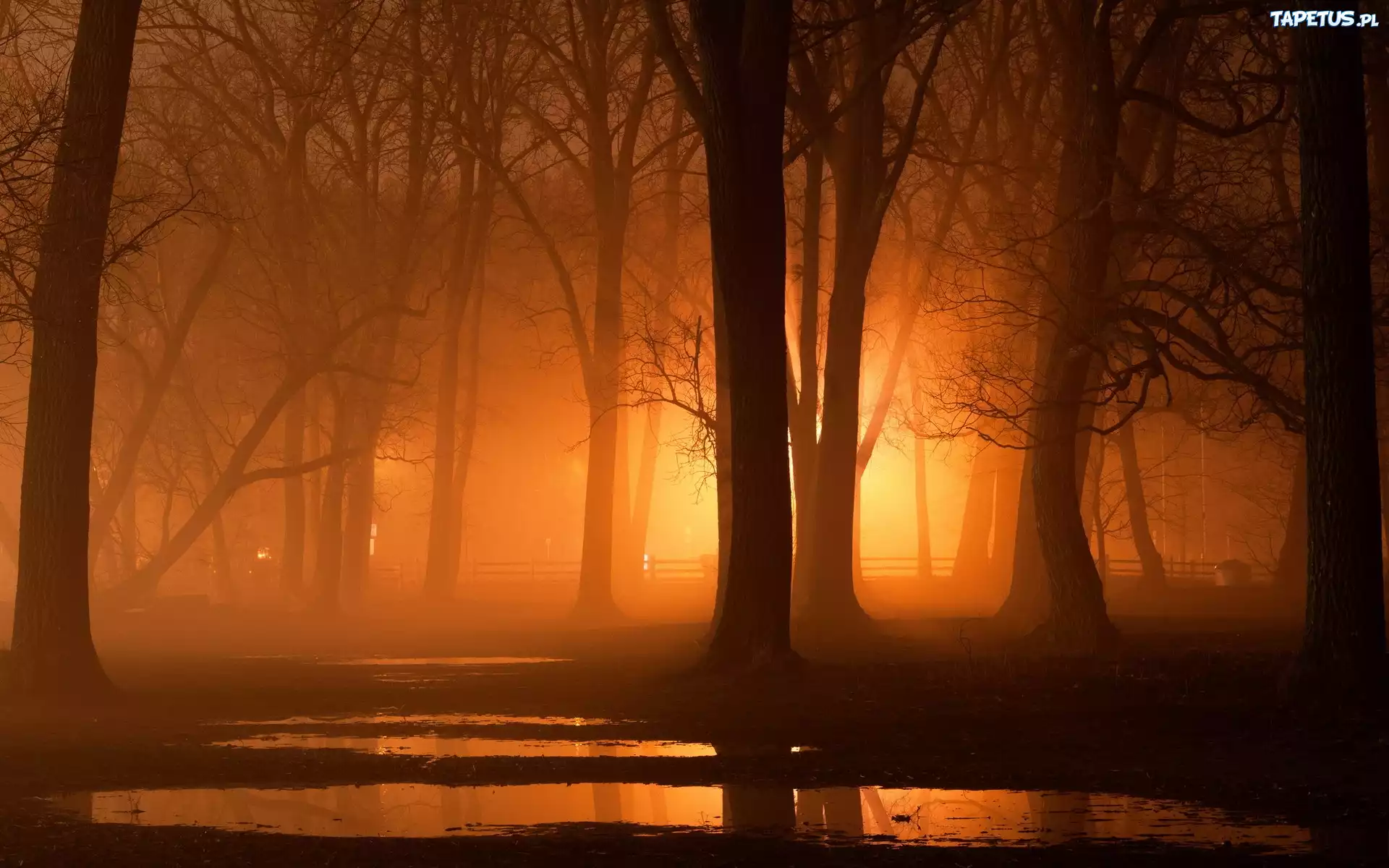 Park, Drzewa, Światło