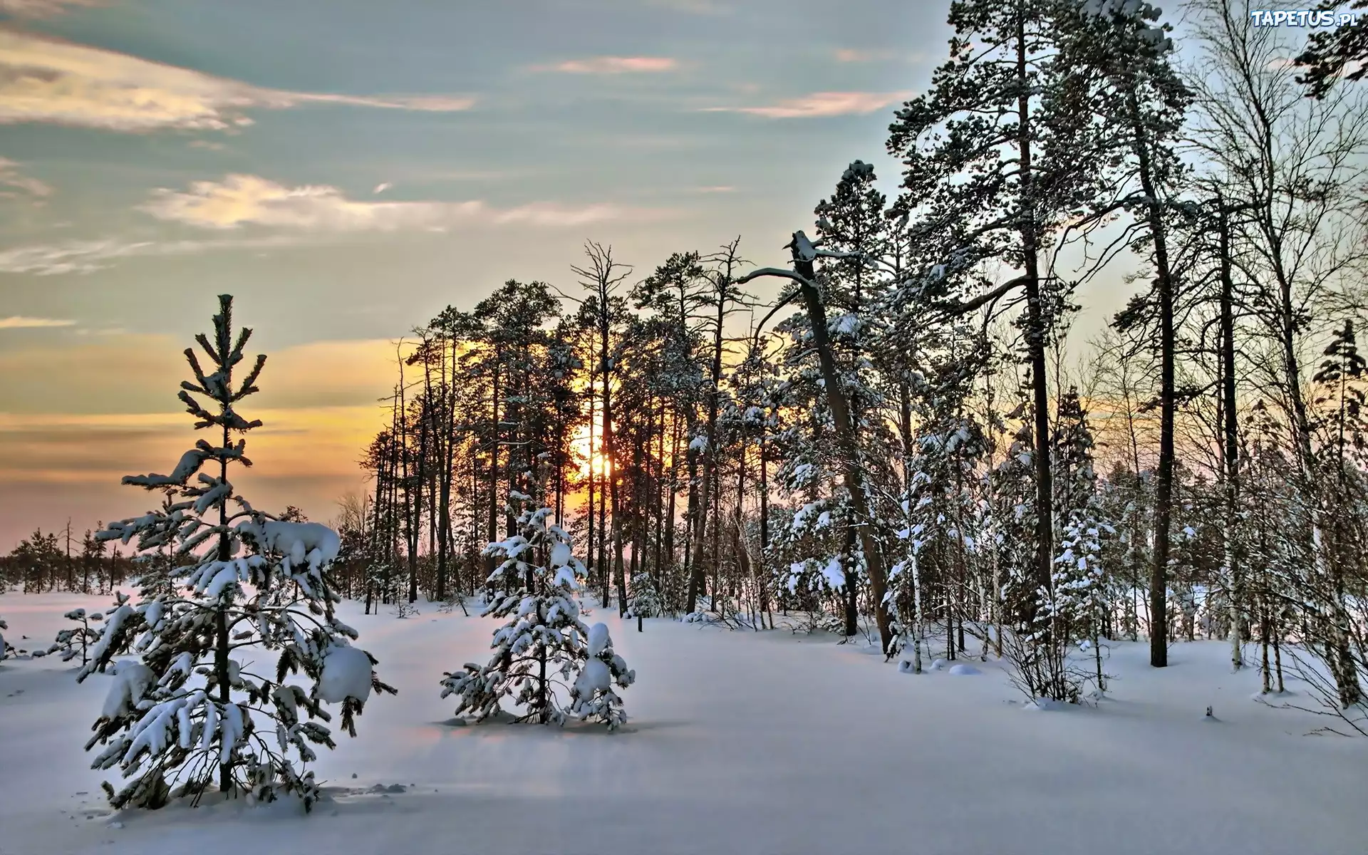 Zima, Śnieg, Zachód Słońca, Las, Drzewa