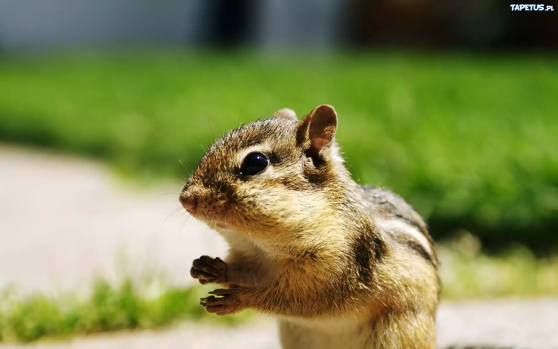 Mała, Wiewiórka, Chipmunk