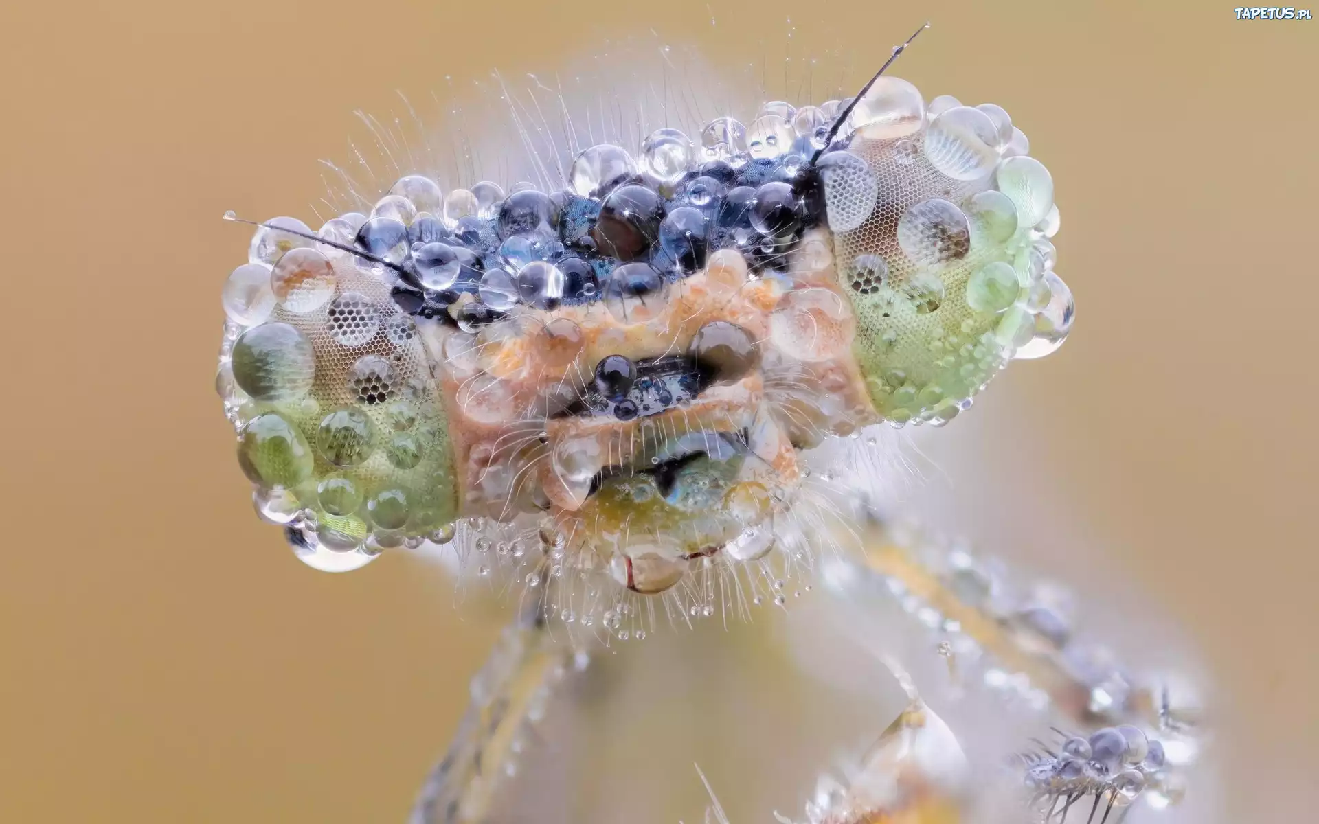 Owad, Krople, Macro
